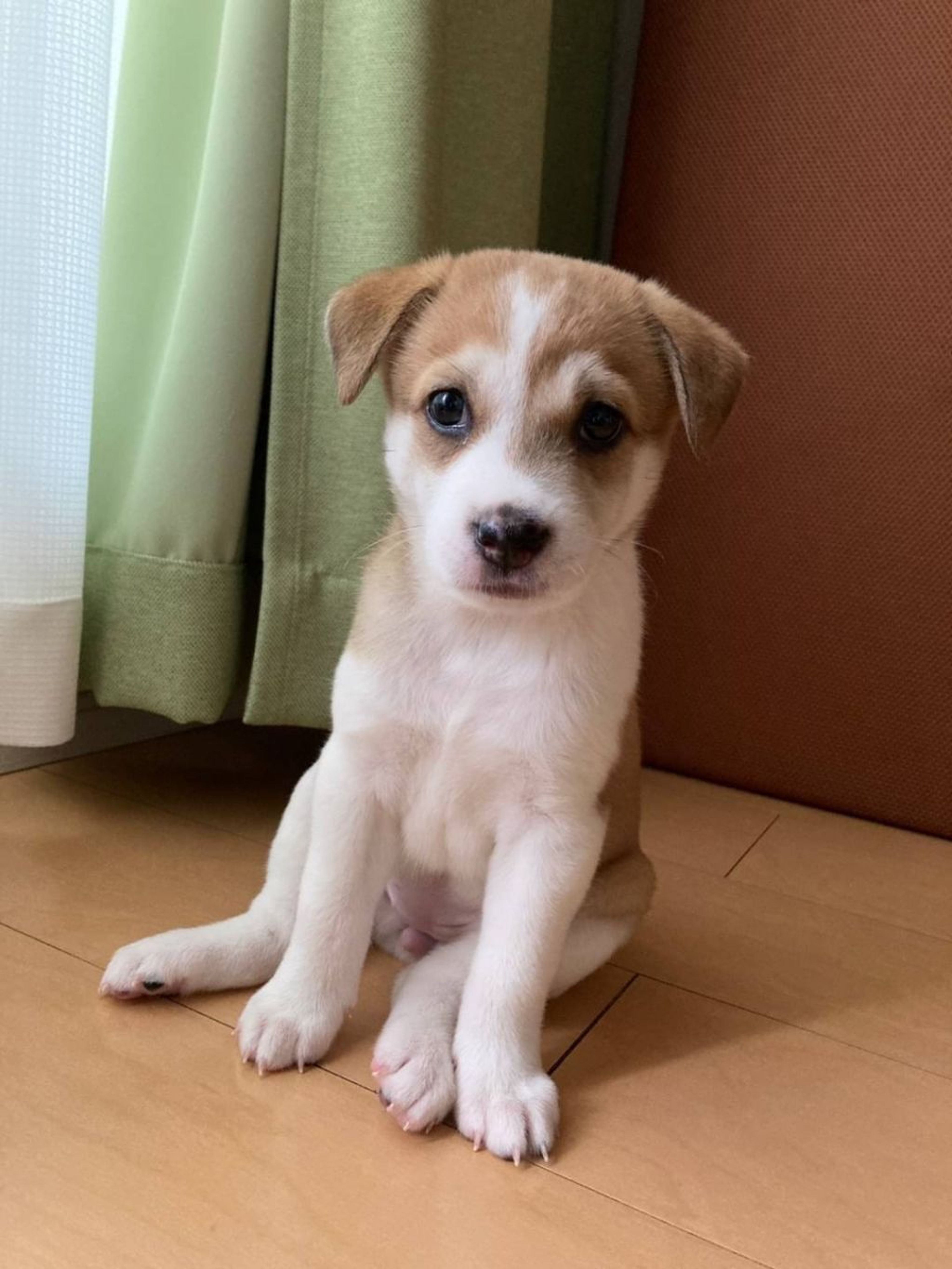 雑種（ミックス犬）・メスの里親募集の写真