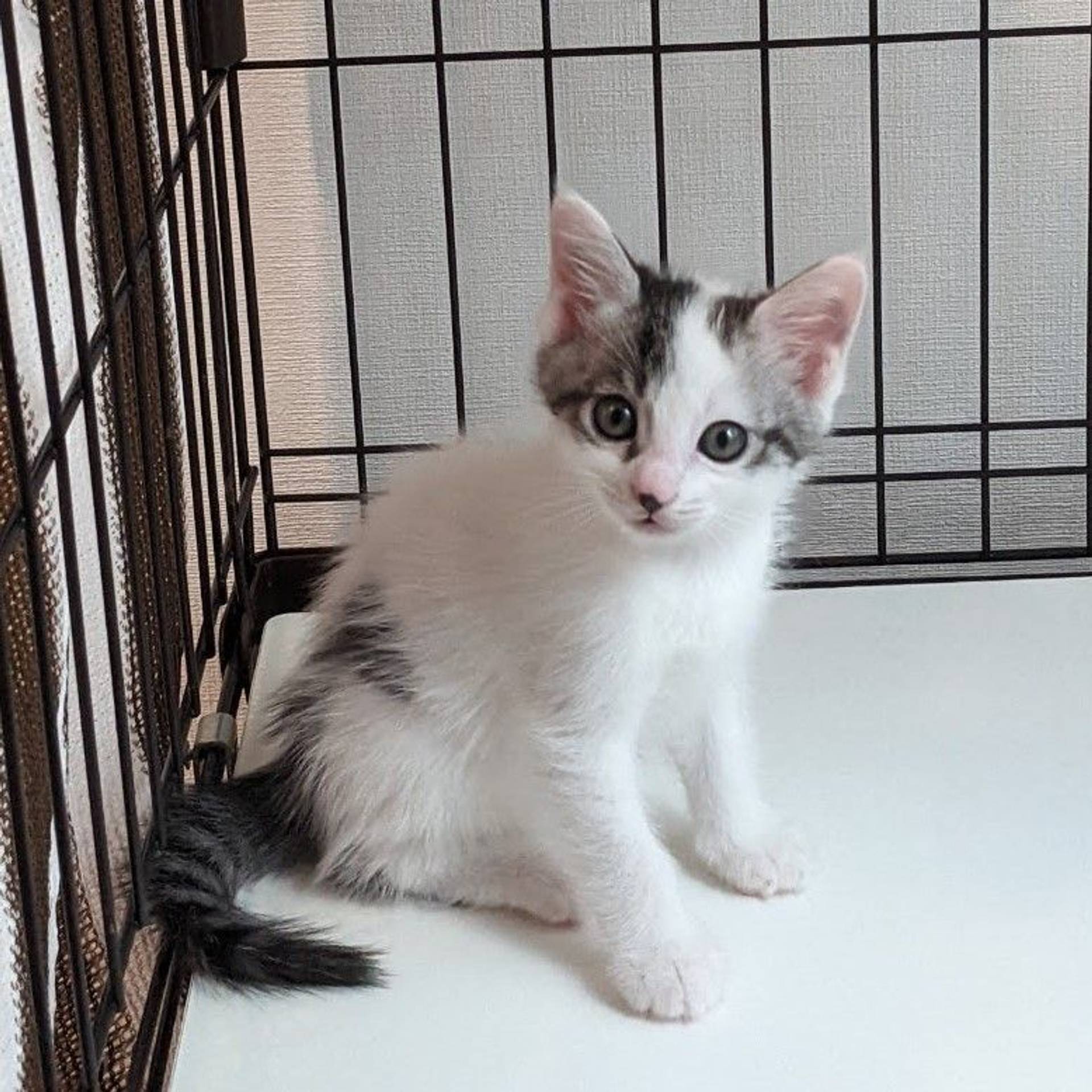 雑種（ミックス猫）・メスの里親募集の写真
