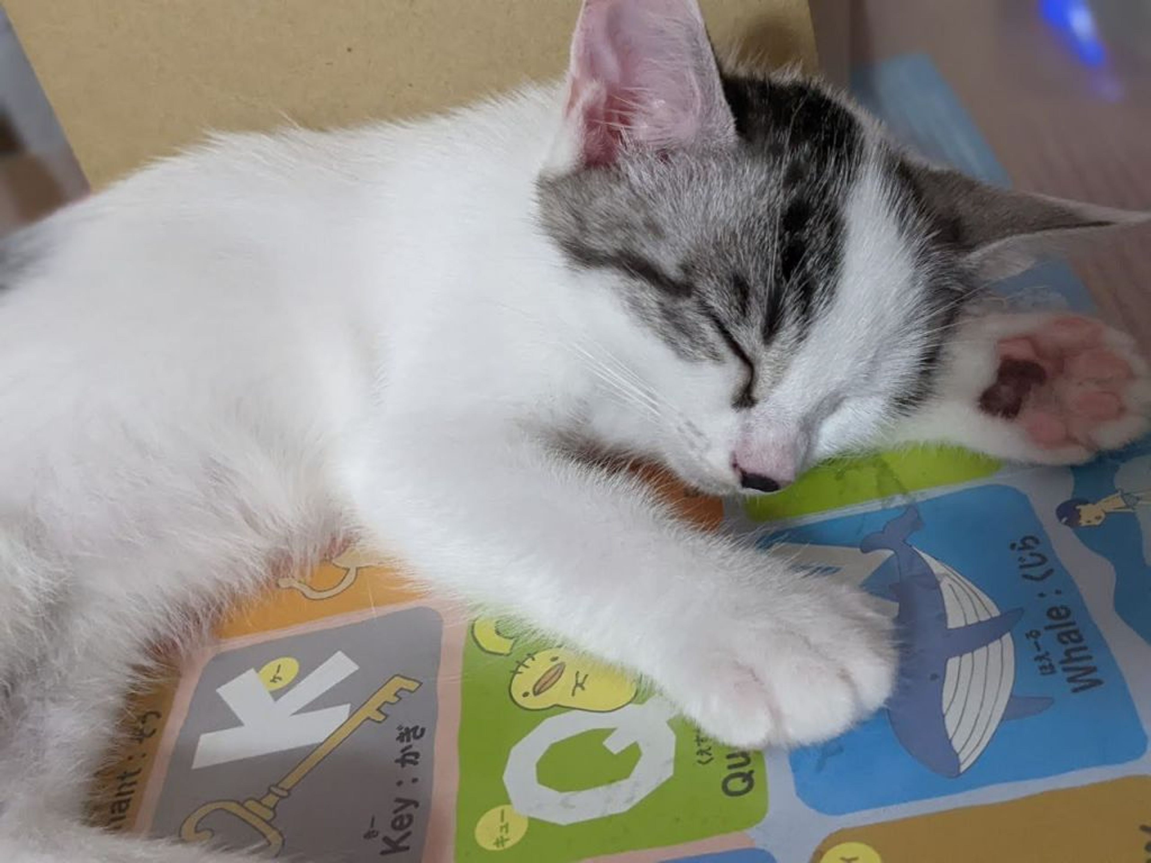 pet-image-3