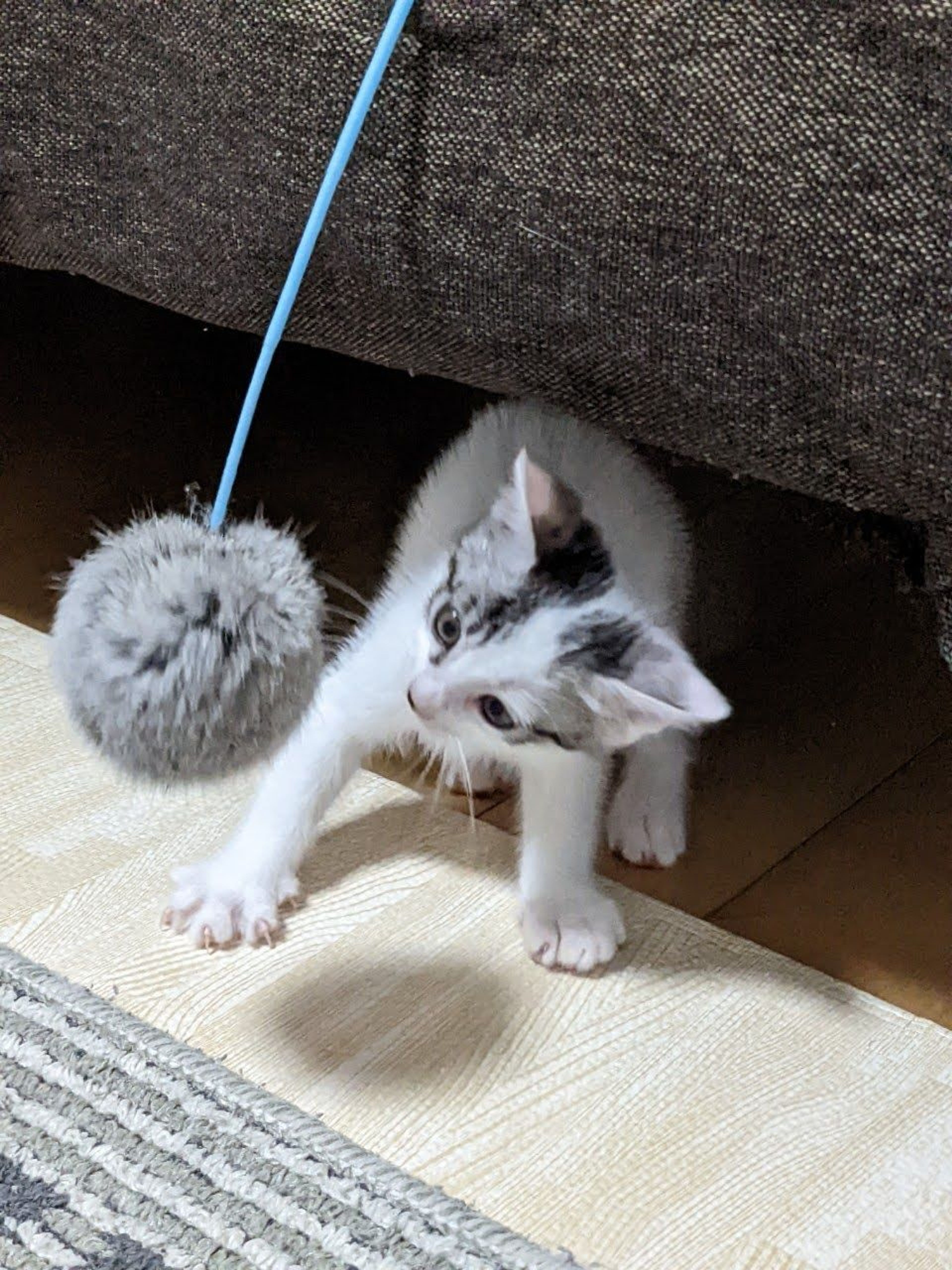 pet-image-4