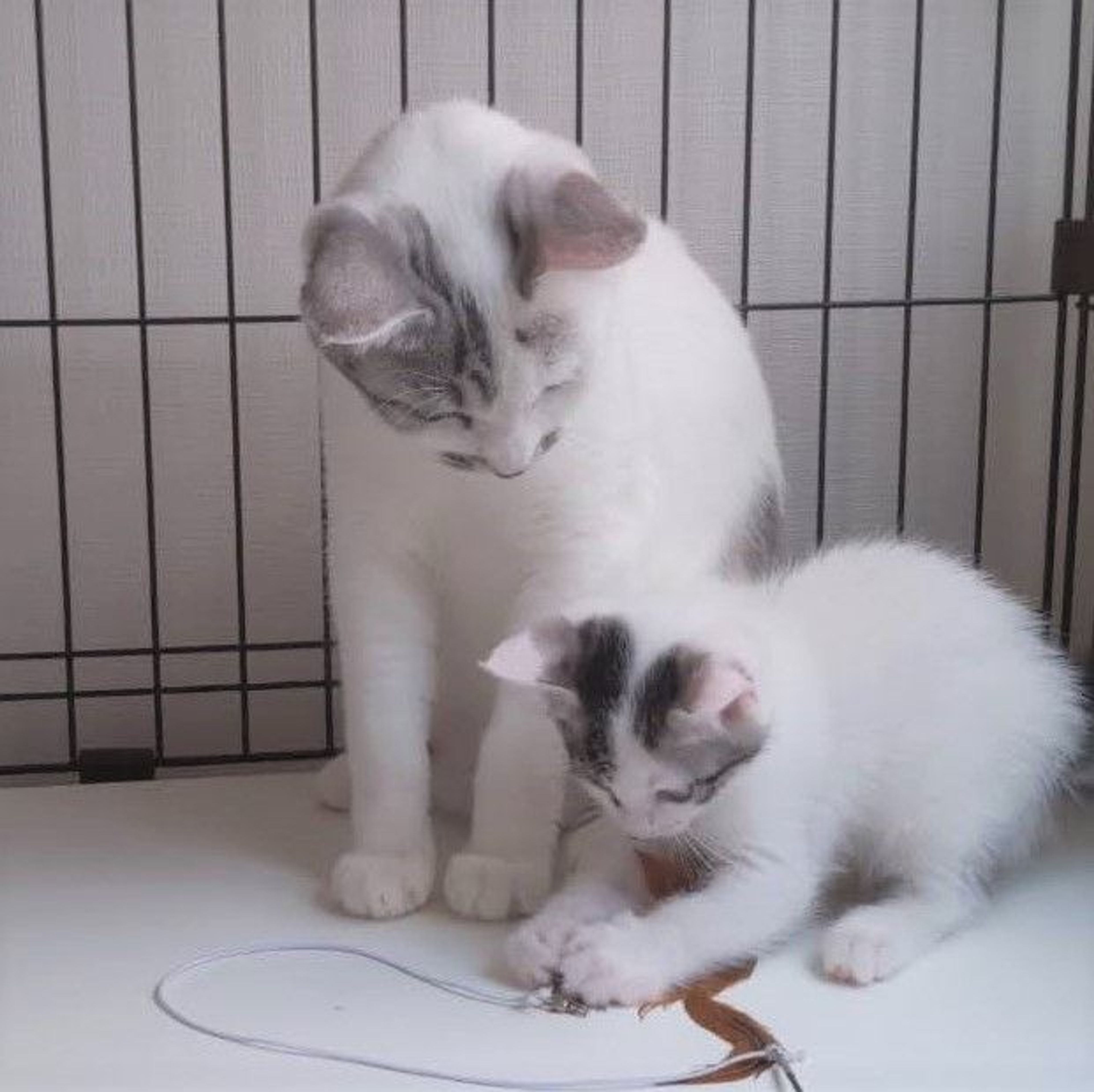 pet-image-7