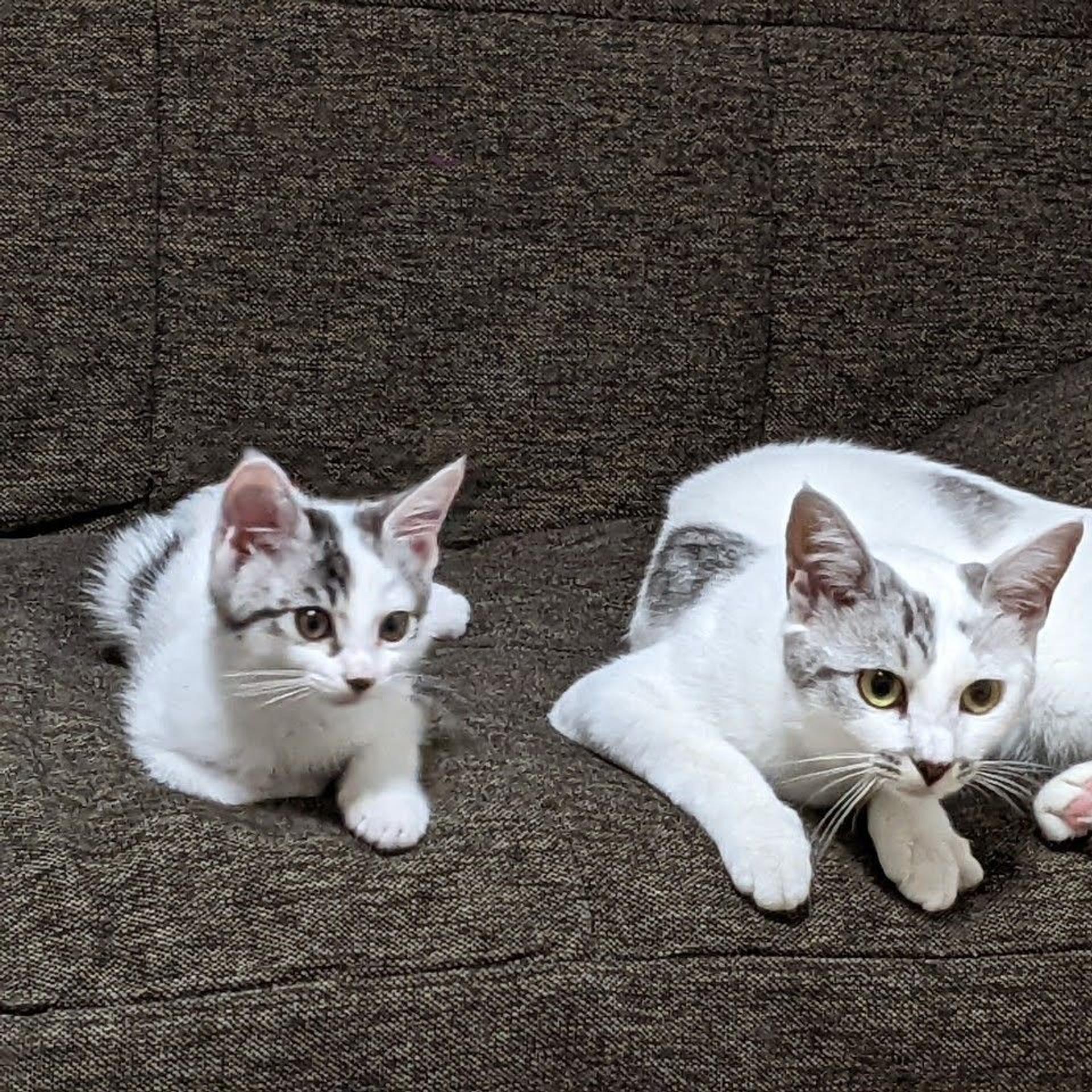 pet-image-8