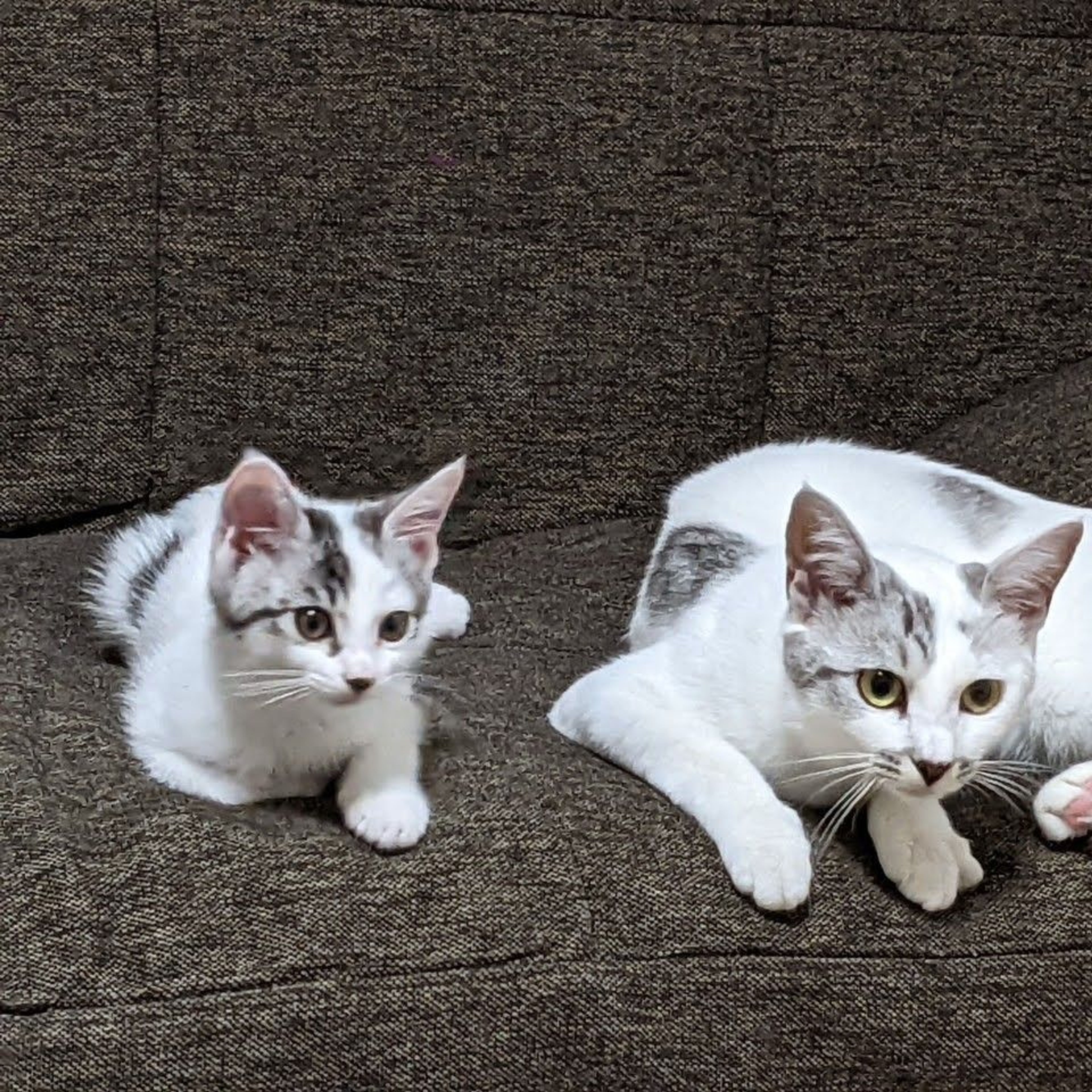 pet-image-8