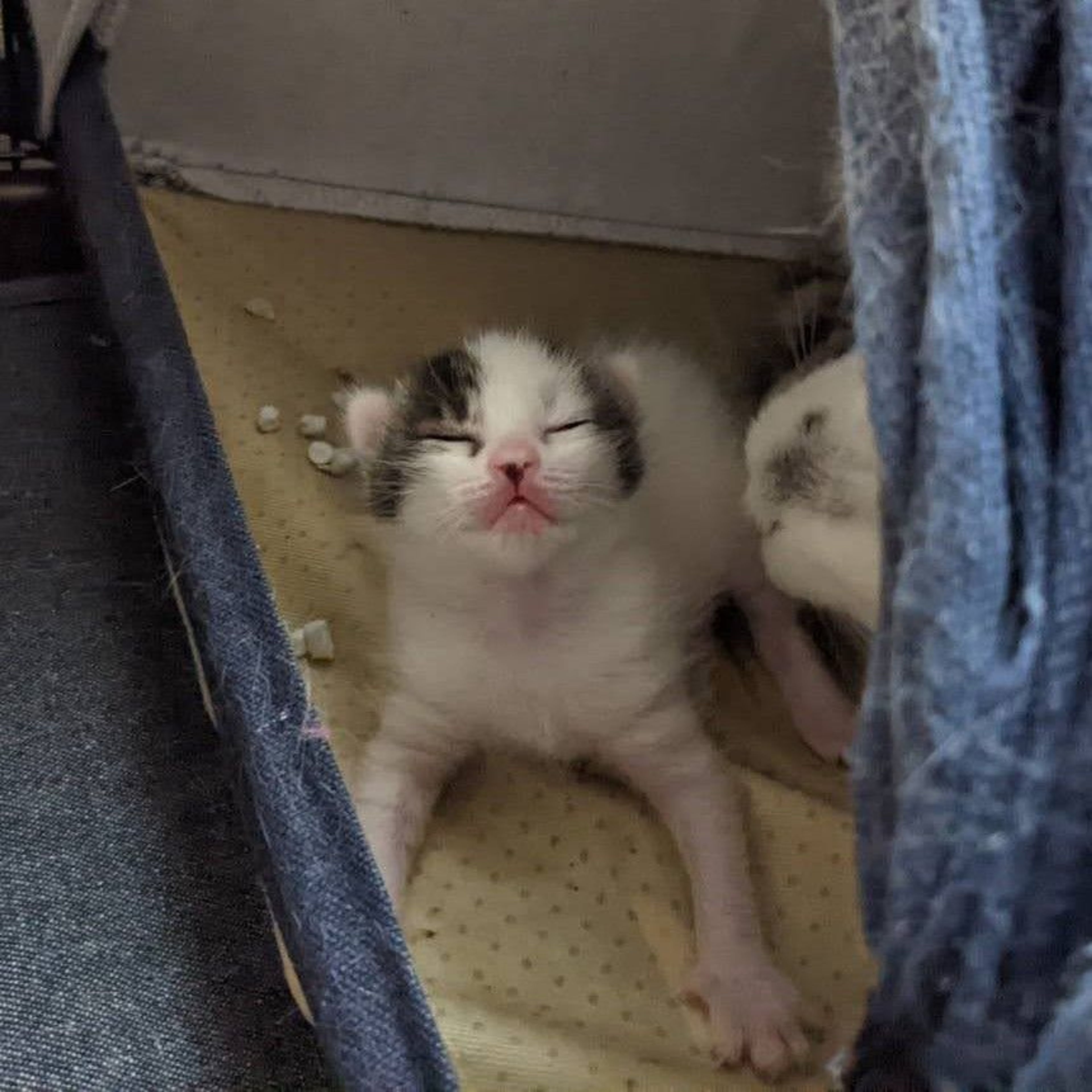 pet-image-9