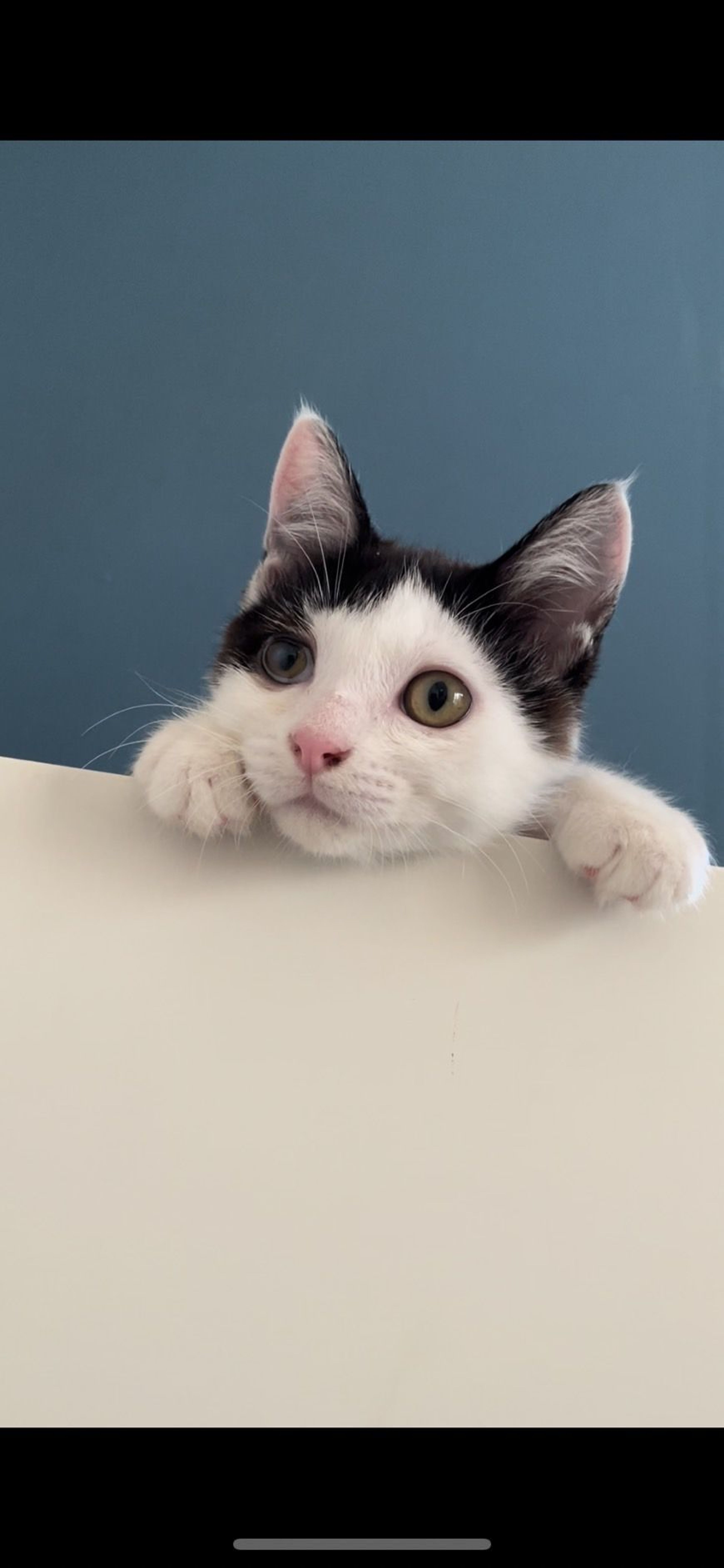 雑種（ミックス猫）・メスの里親募集の写真
