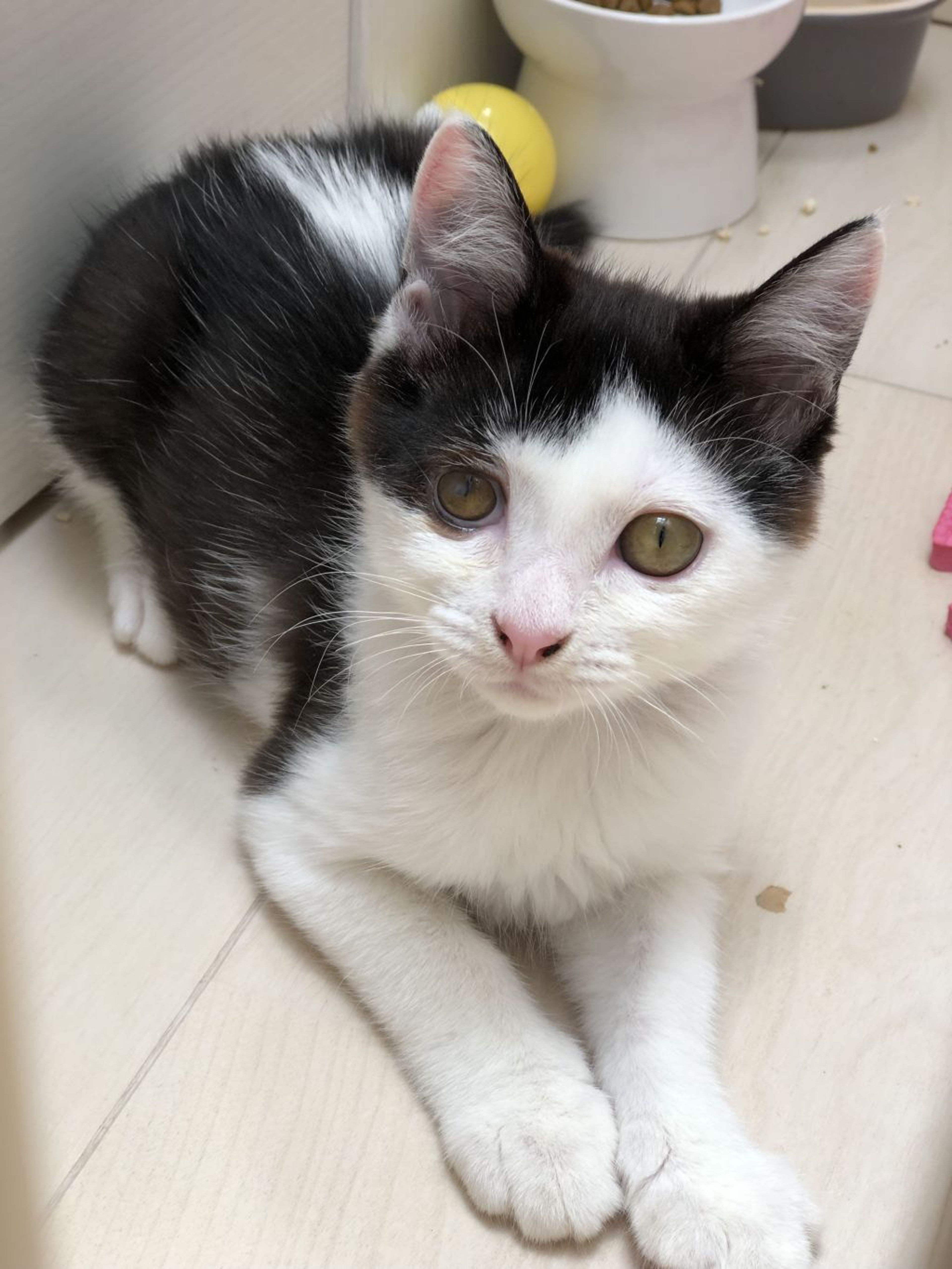 pet-image-2