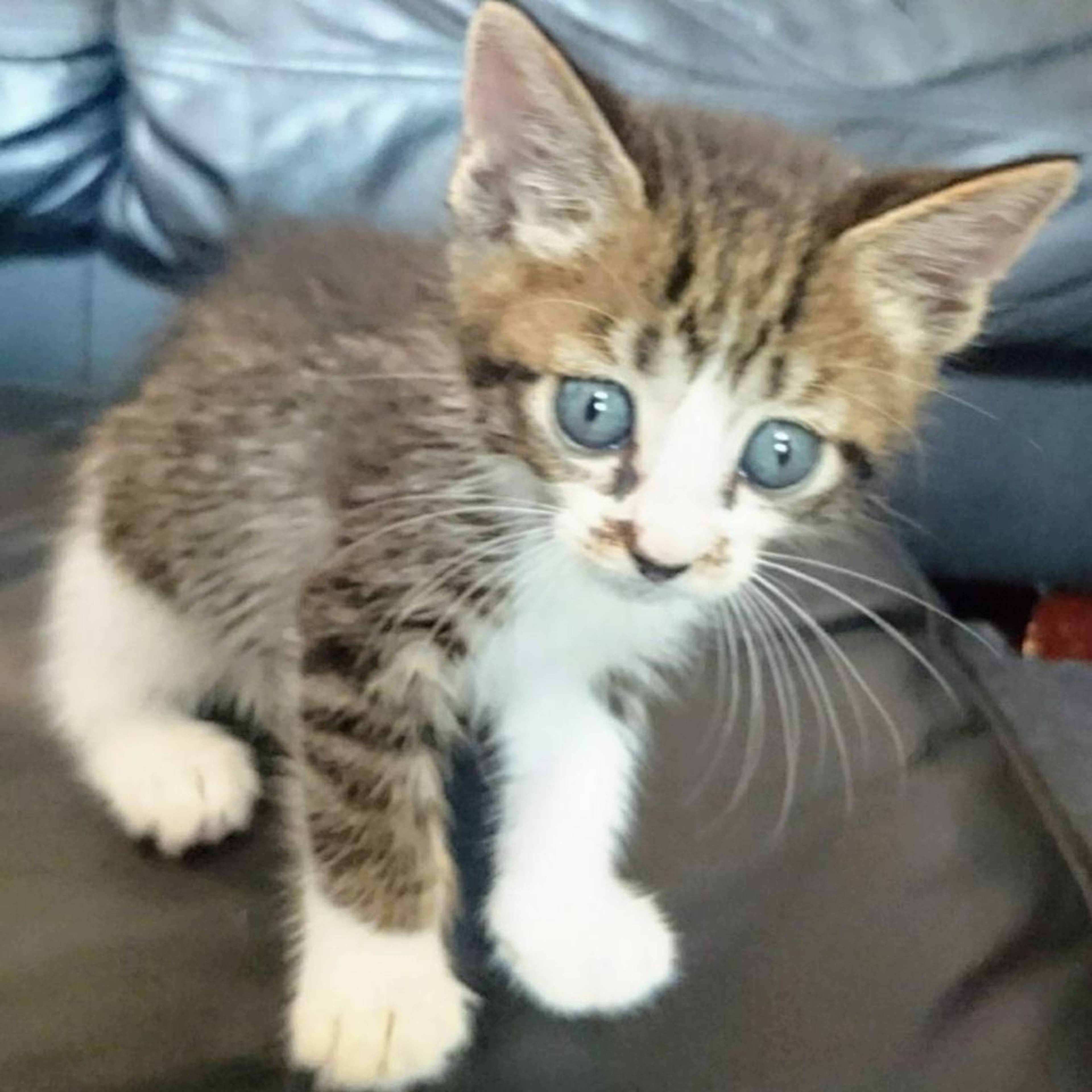 雑種（ミックス猫）・メスの里親募集の写真