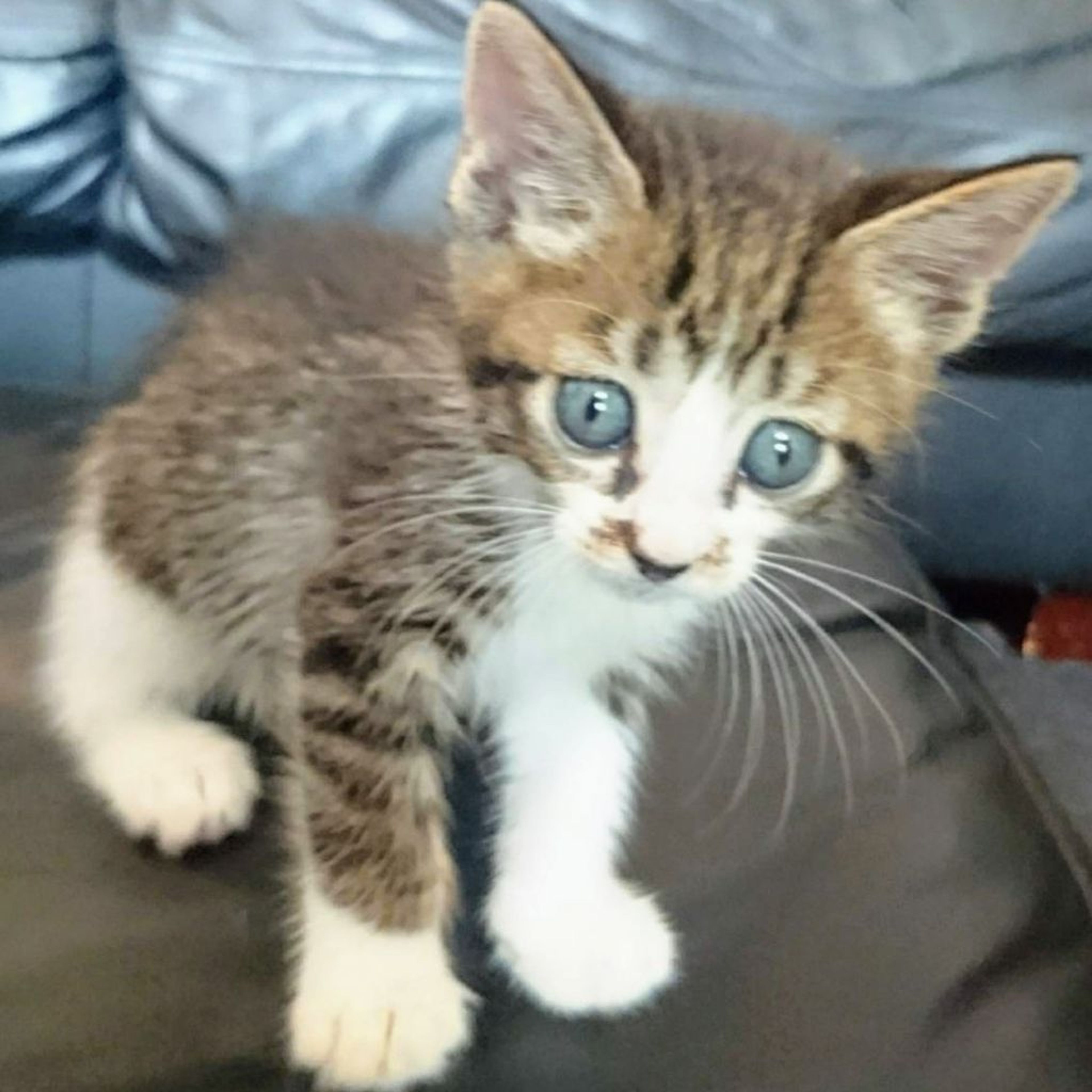 雑種（ミックス猫）・メスの里親募集の写真