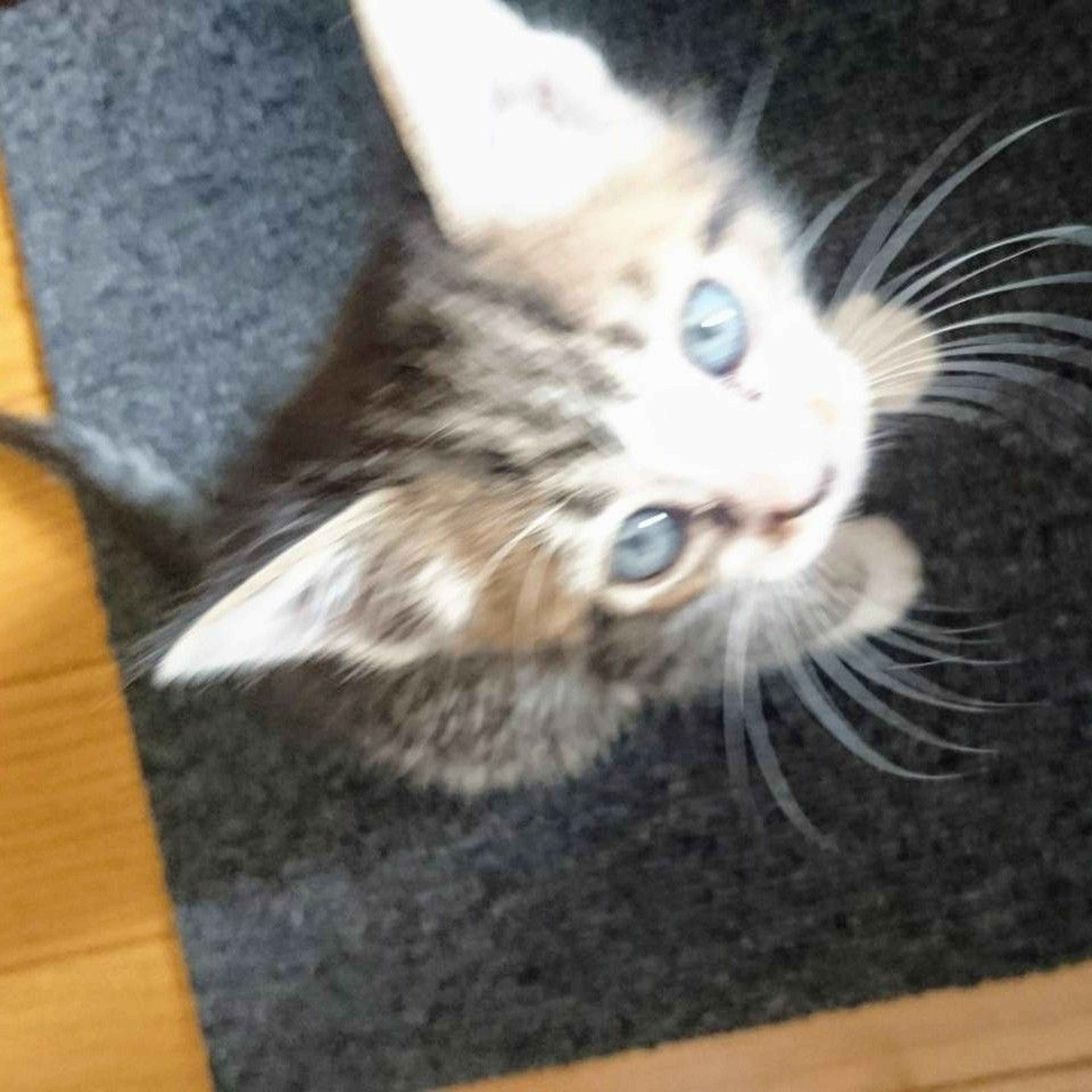 pet-image-2