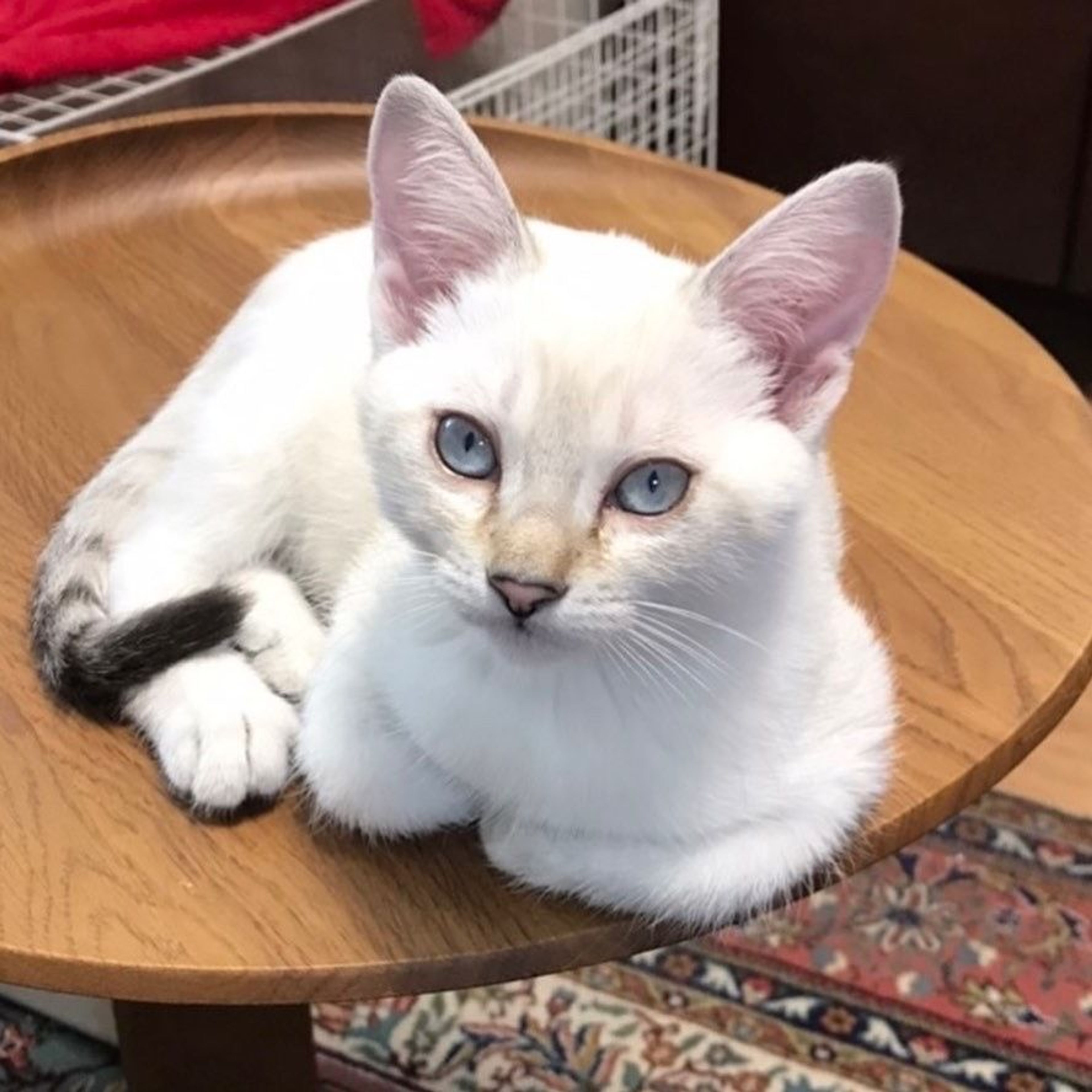 雑種（ミックス猫）・メスの里親募集の写真