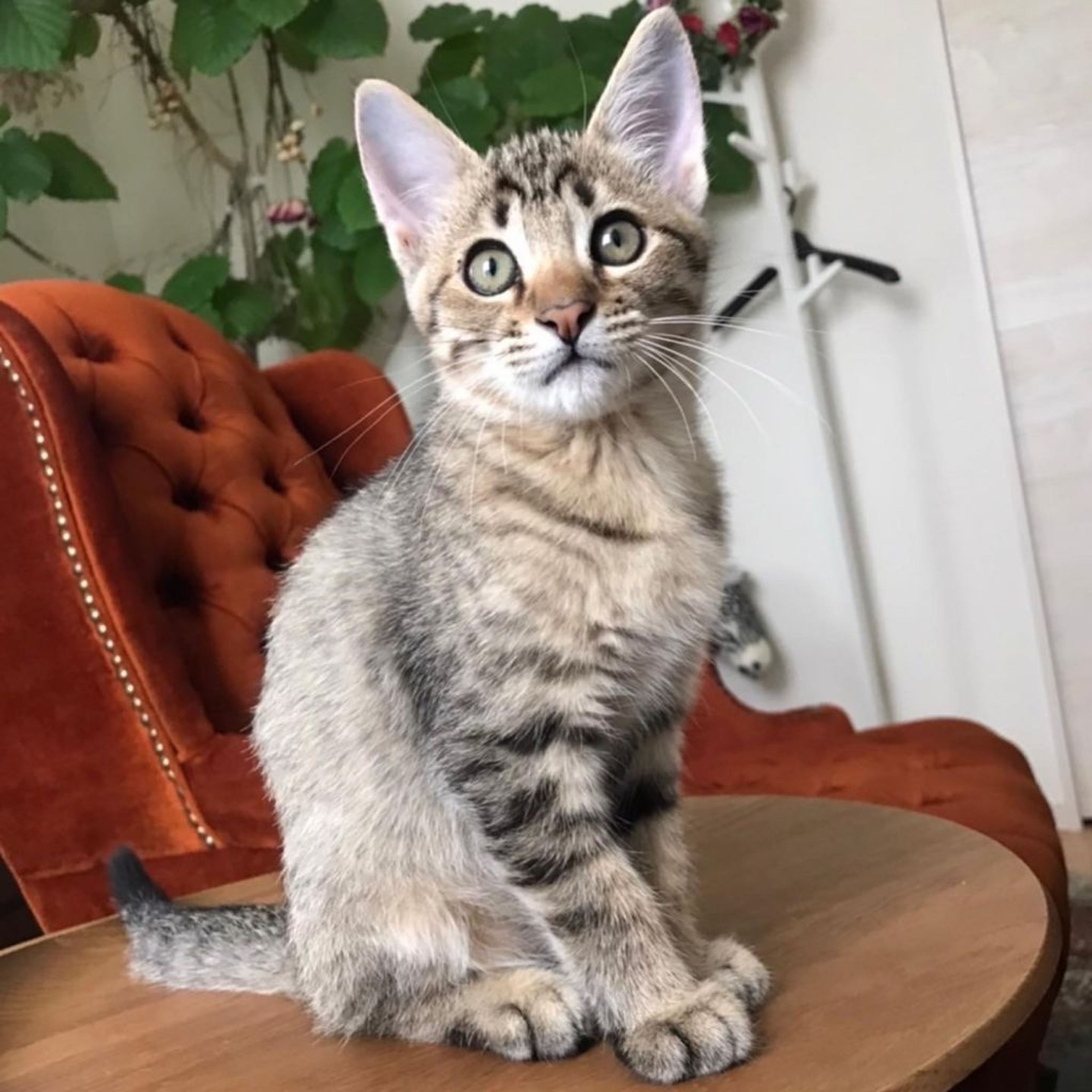 pet-image-4
