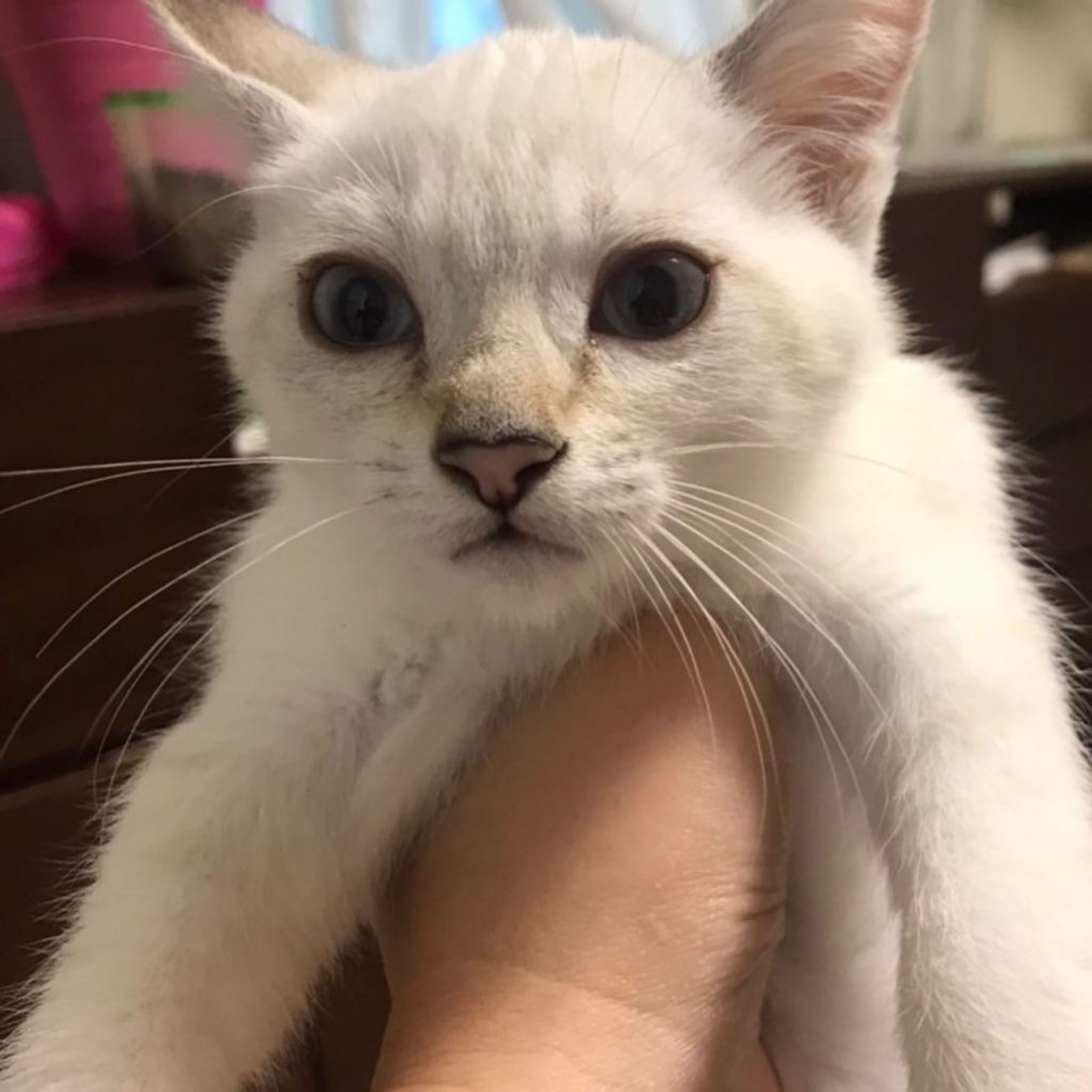 pet-image-6