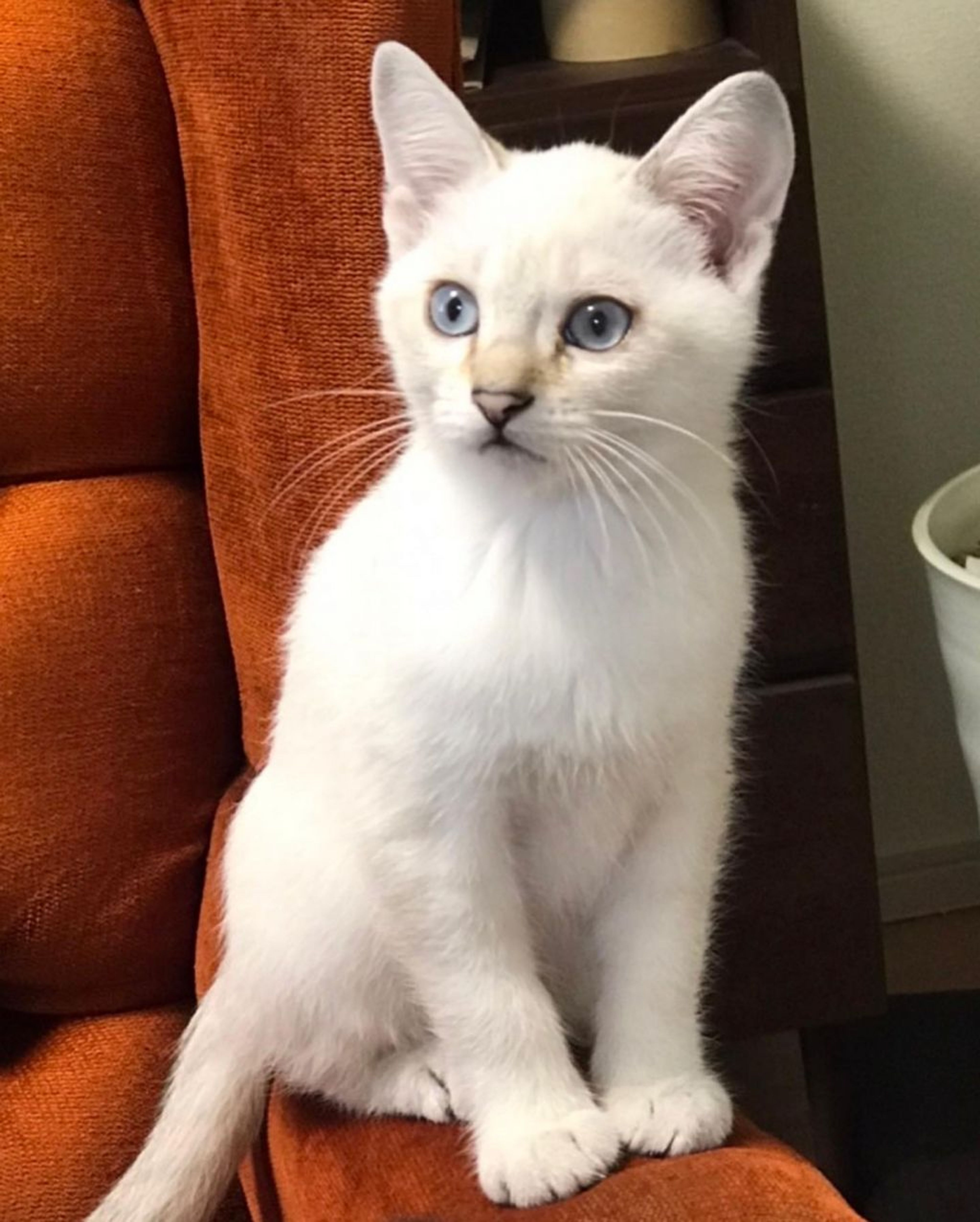 pet-image-8