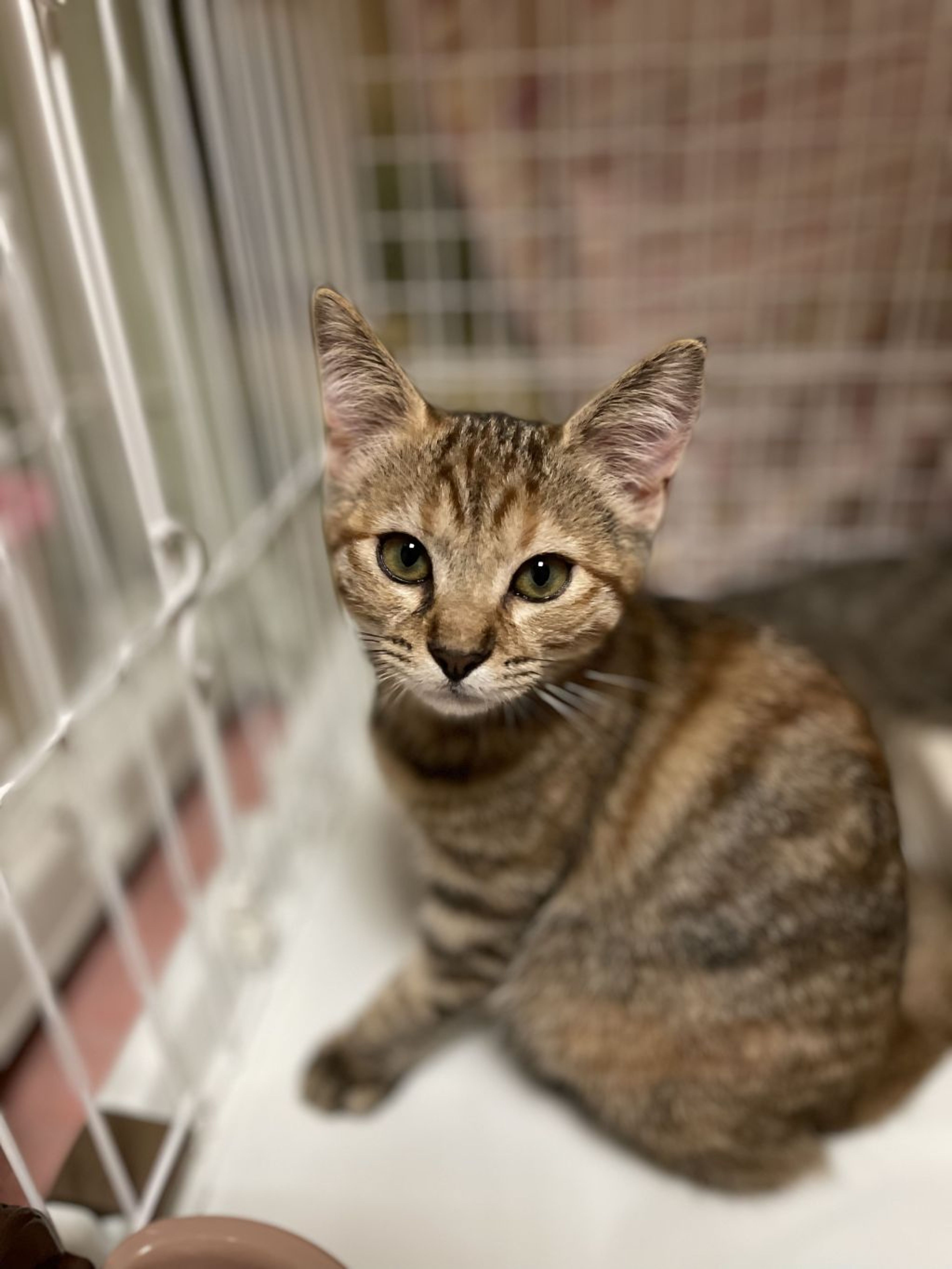 pet-image-2