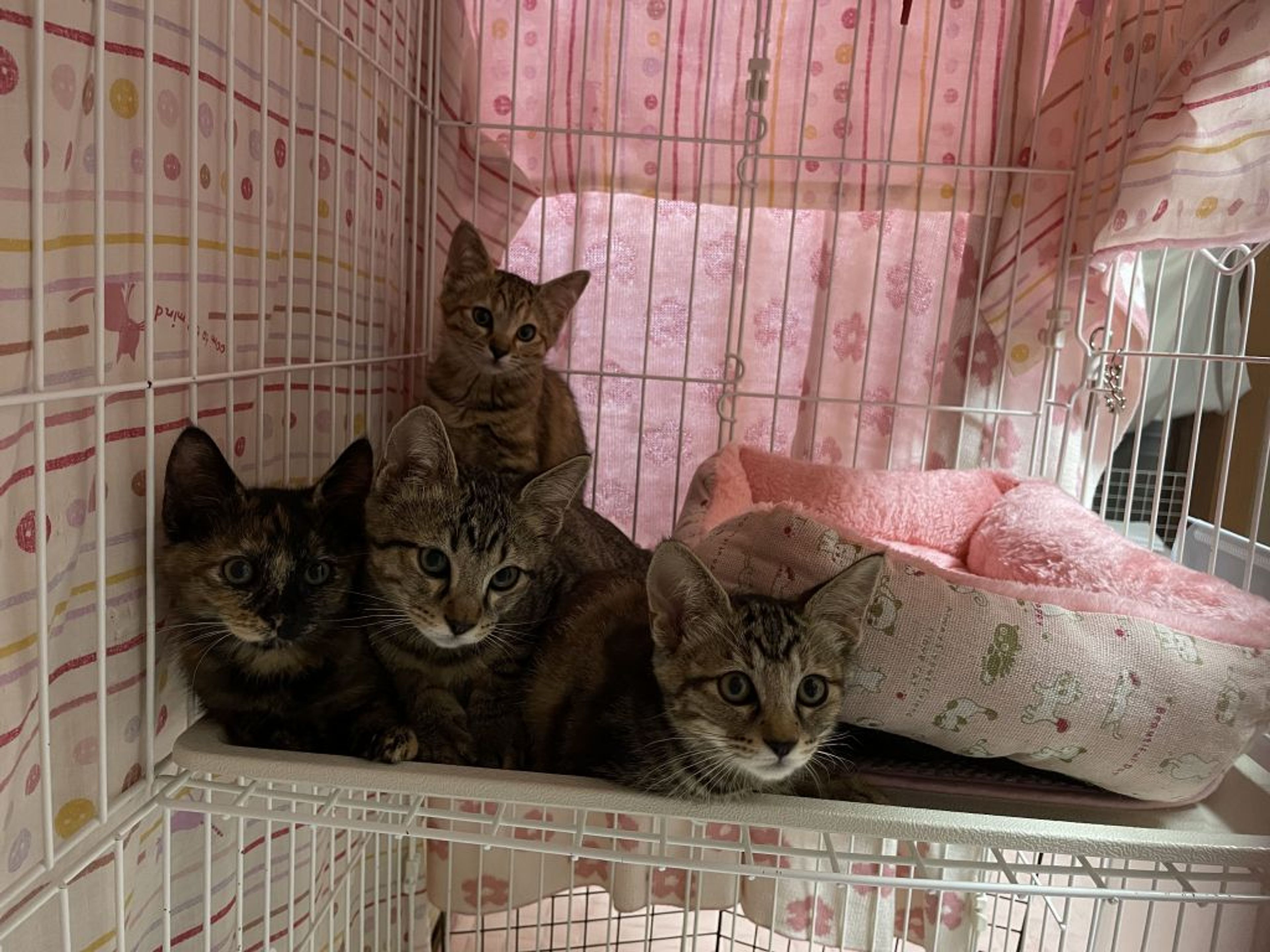 pet-image-5
