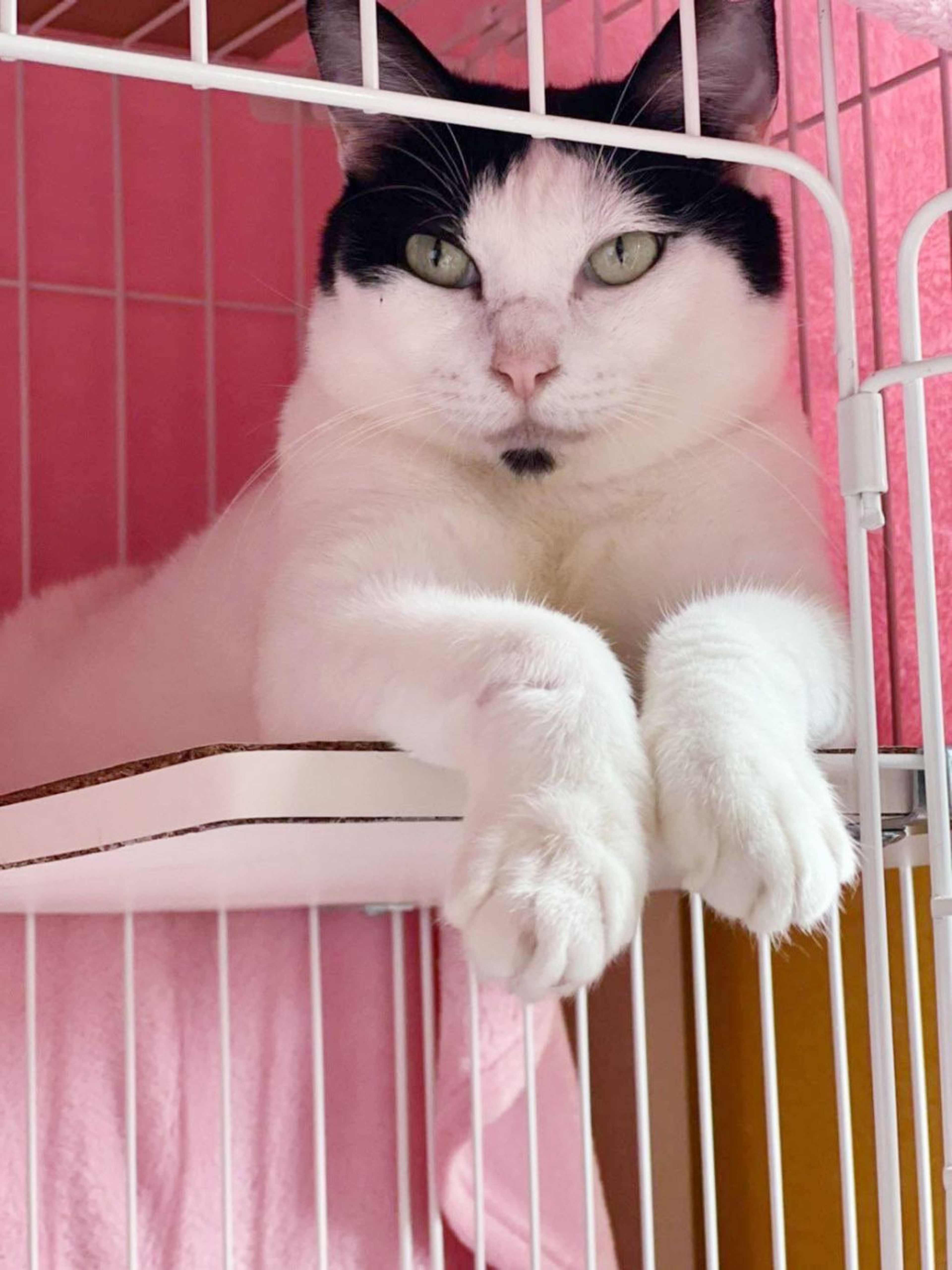 pet-image-2
