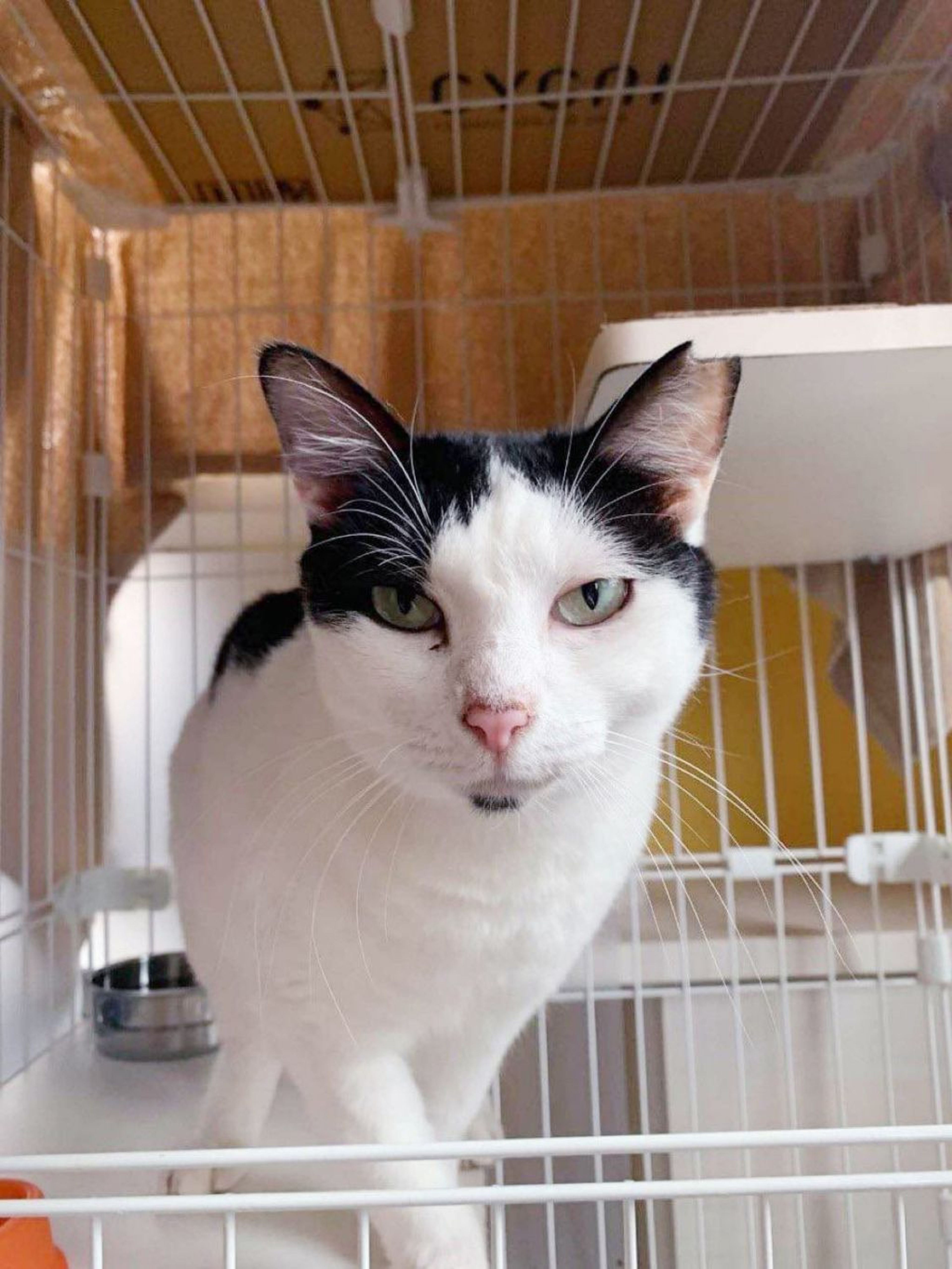 pet-image-3