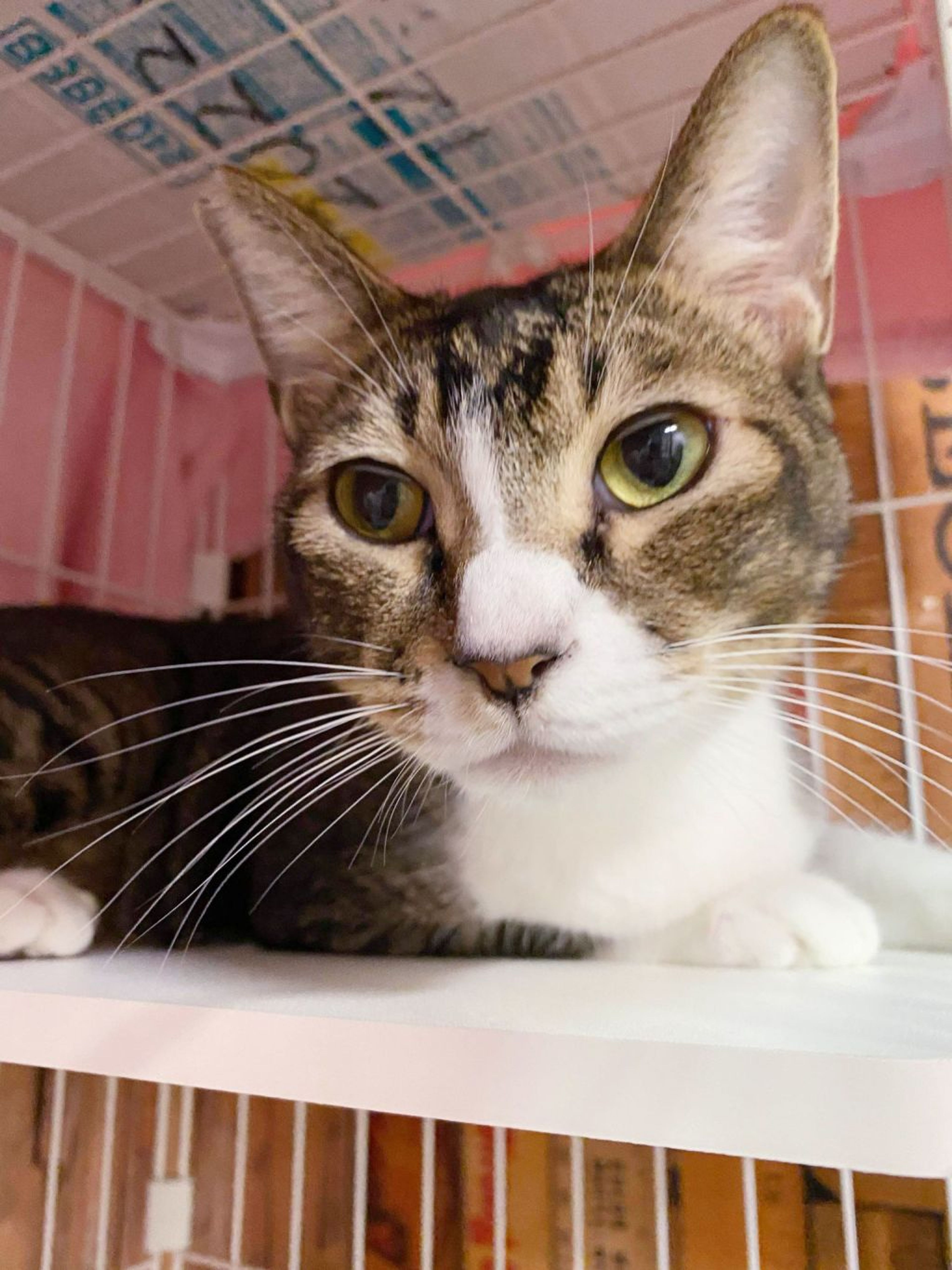 pet-image-3