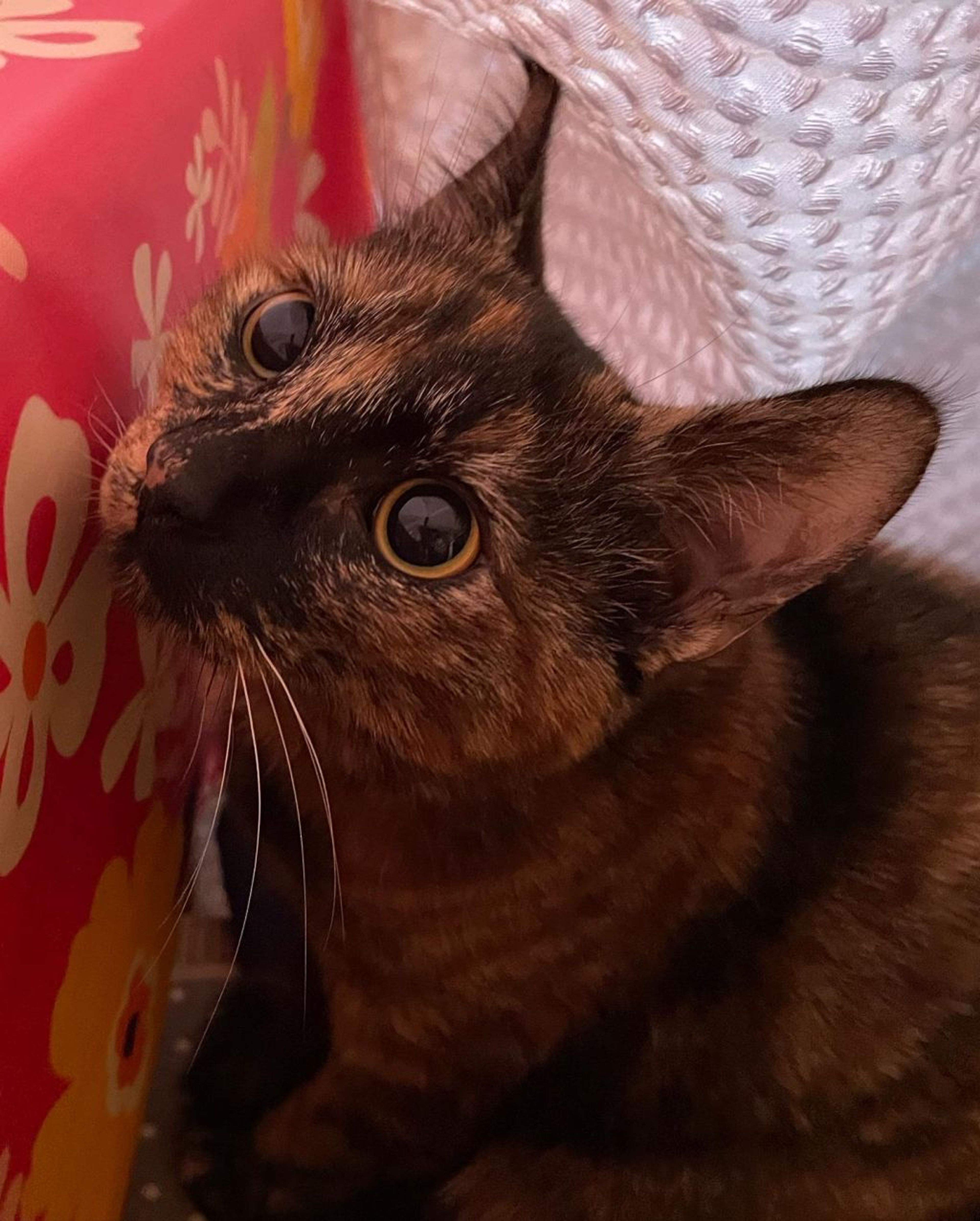 pet-image-5