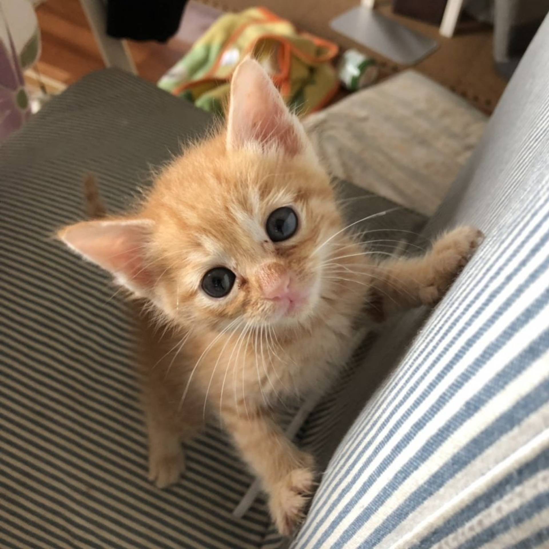 雑種（ミックス猫）・オスの里親募集の写真