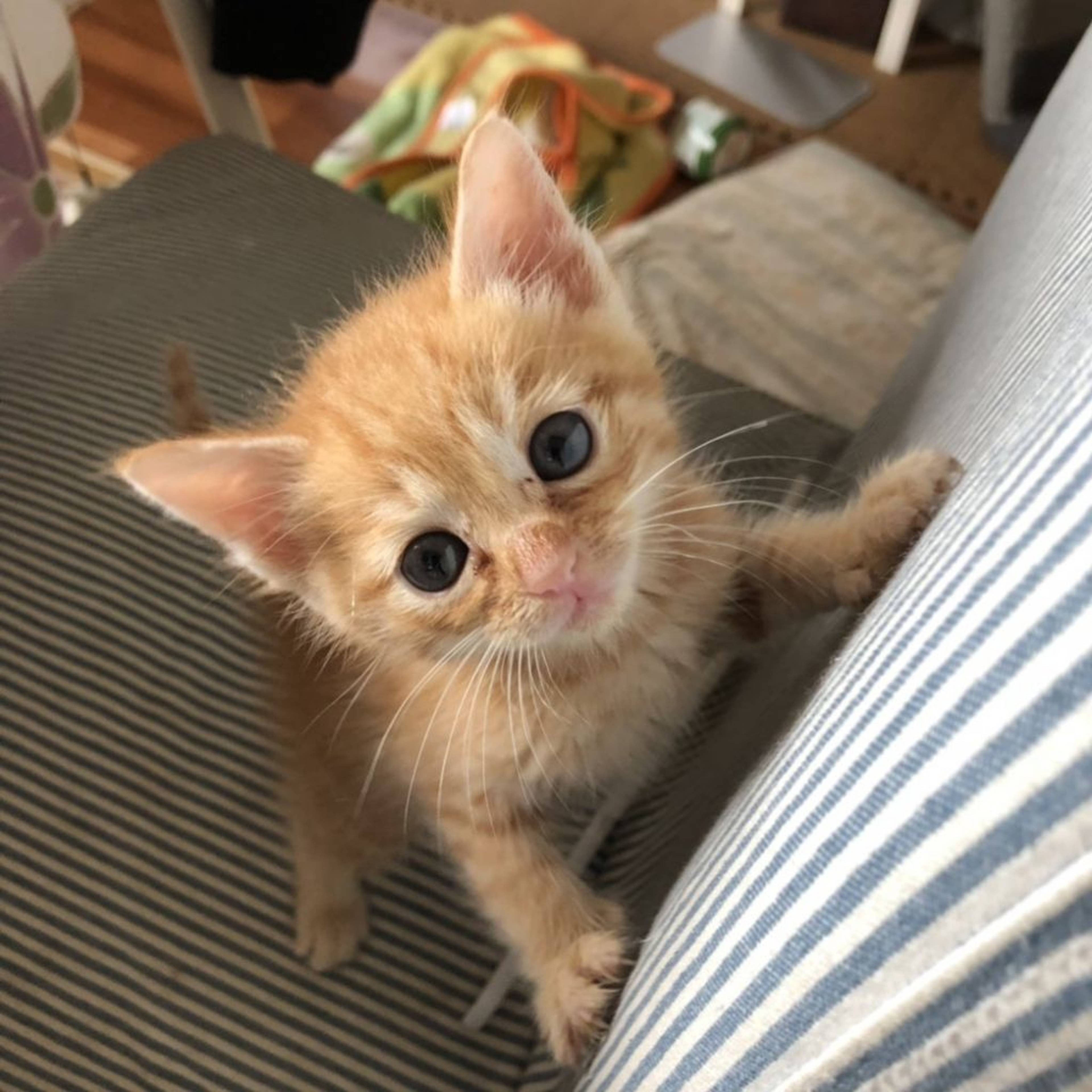 雑種（ミックス猫）・オスの里親募集の写真