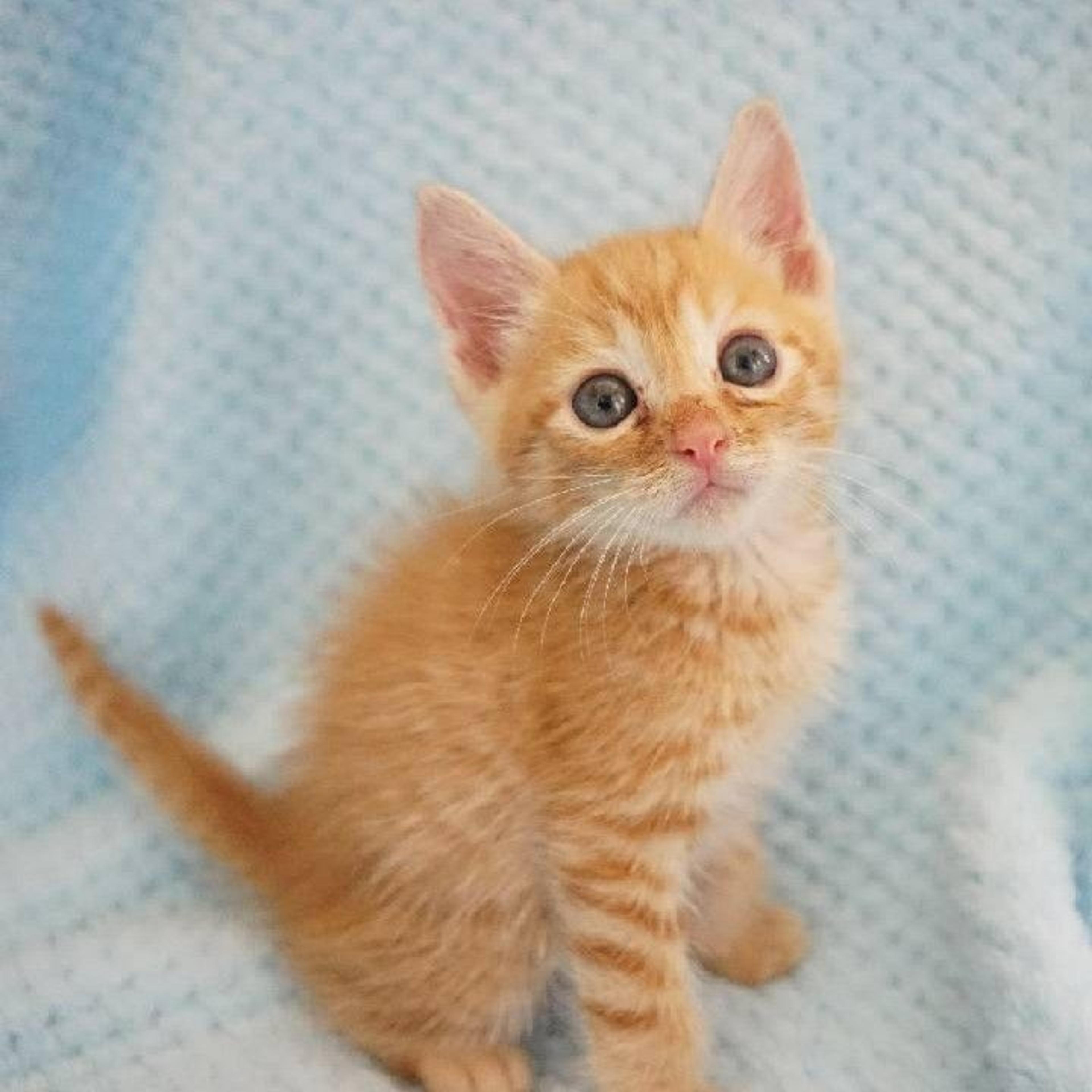 pet-image-3