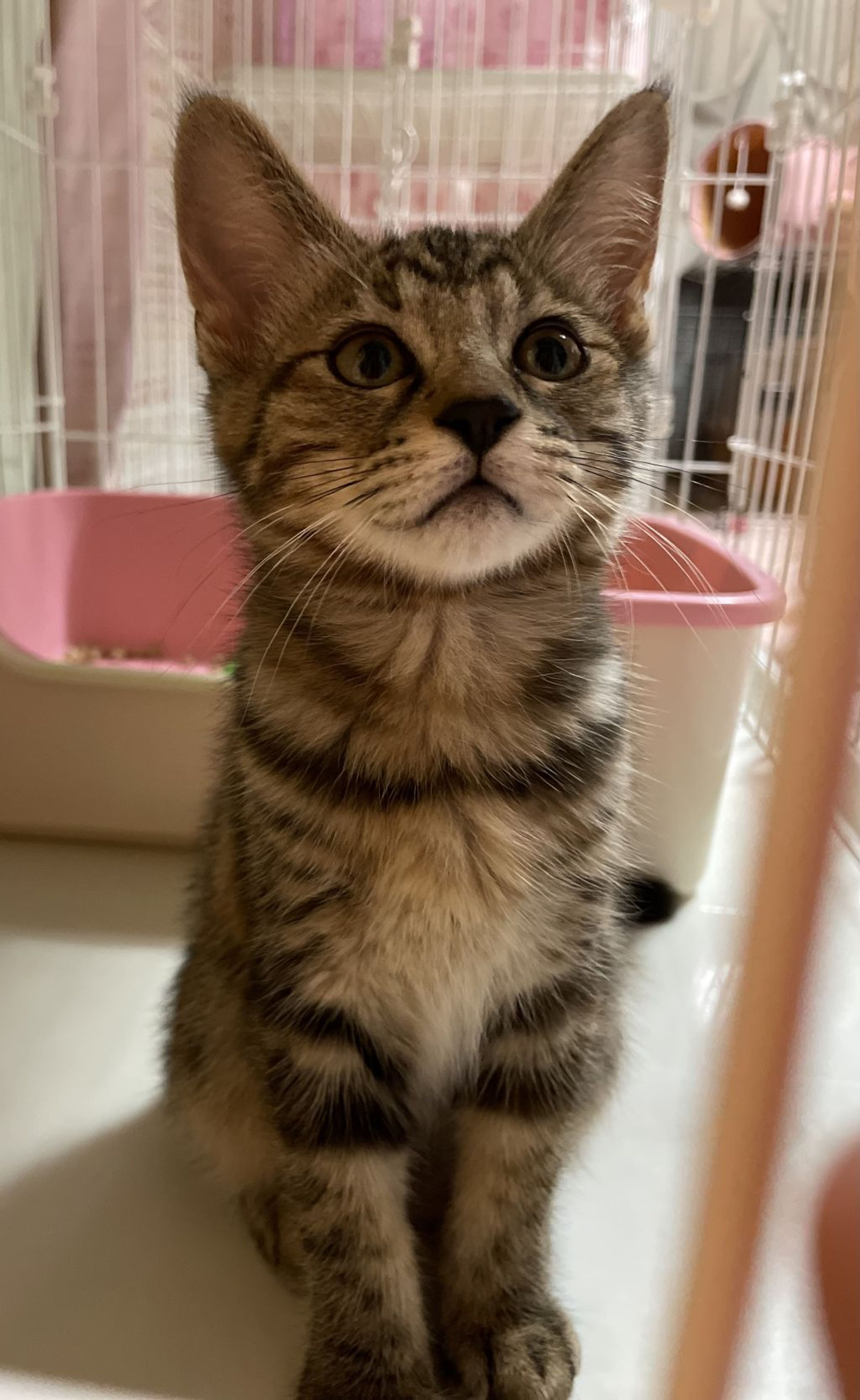 雑種（ミックス猫）・メスの里親募集の写真