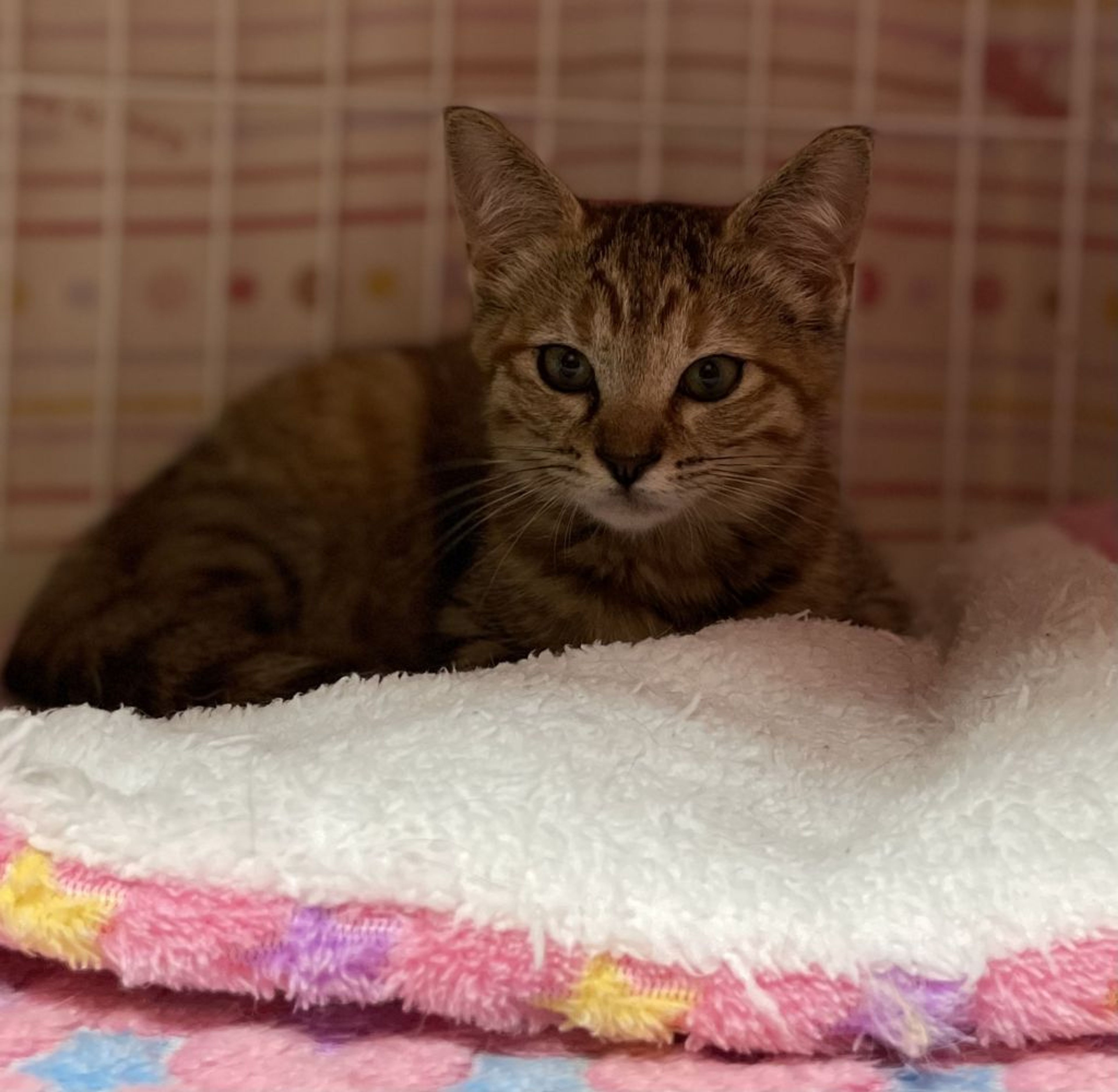 pet-image-5