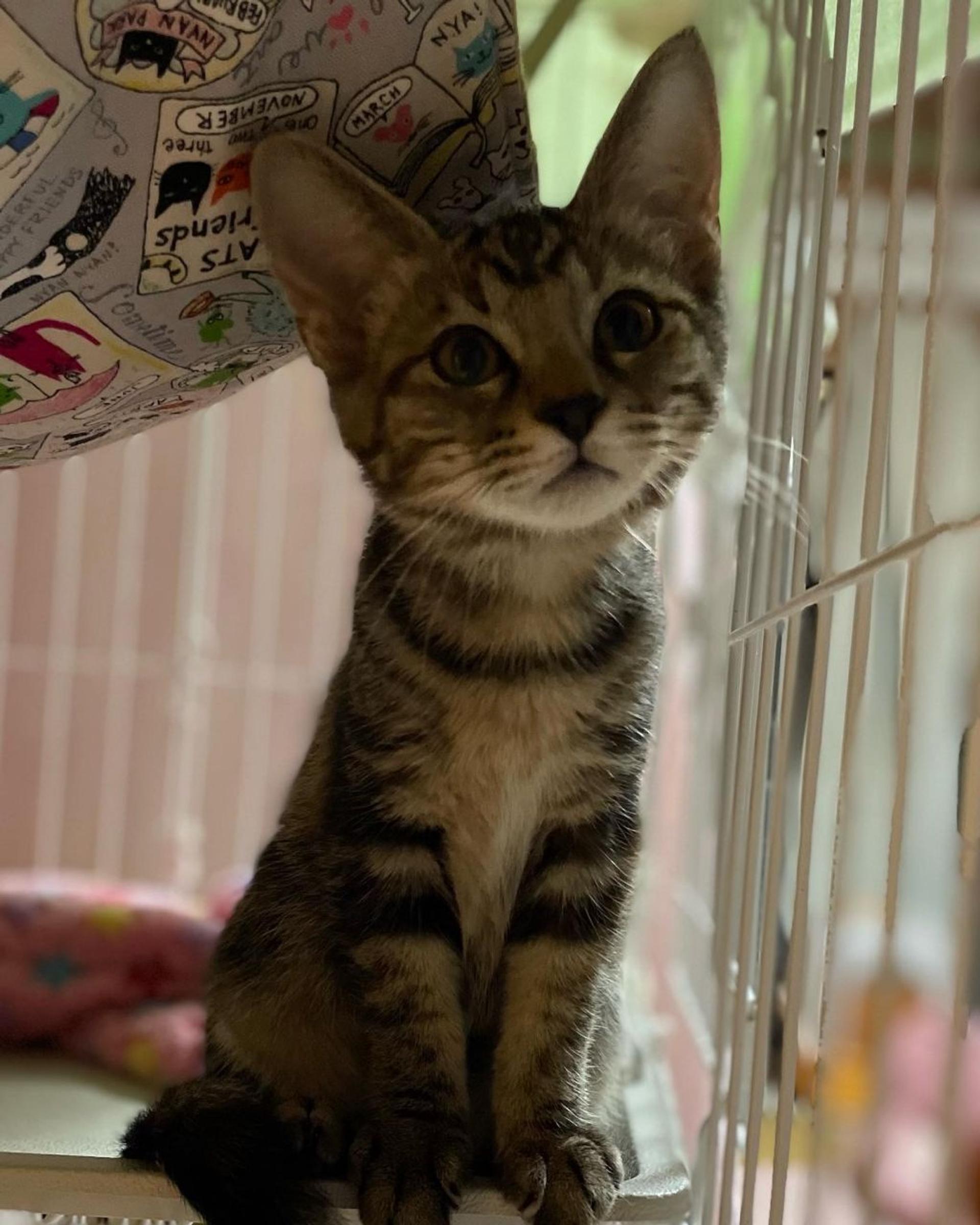 pet-image-2