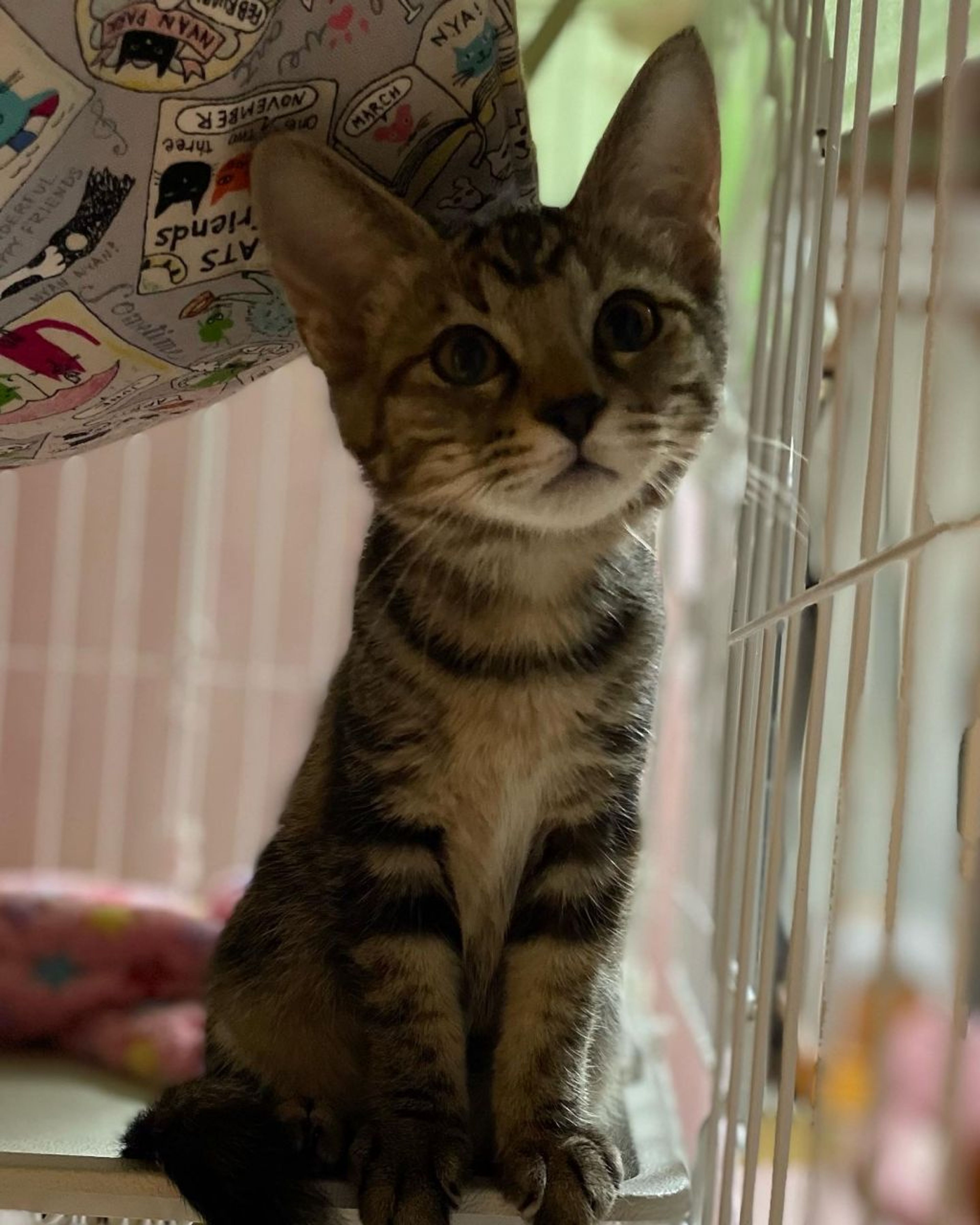 pet-image-2
