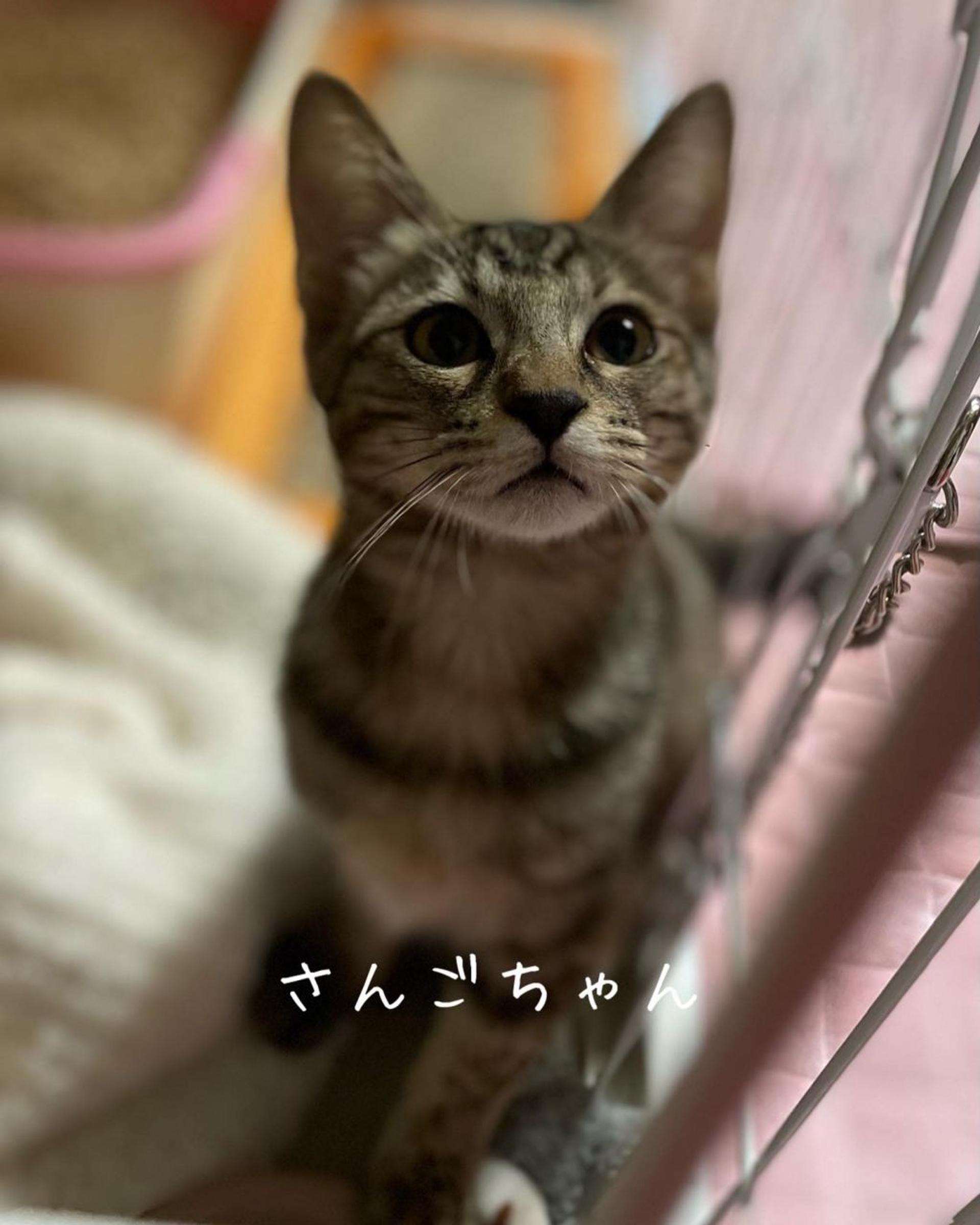 pet-image-6