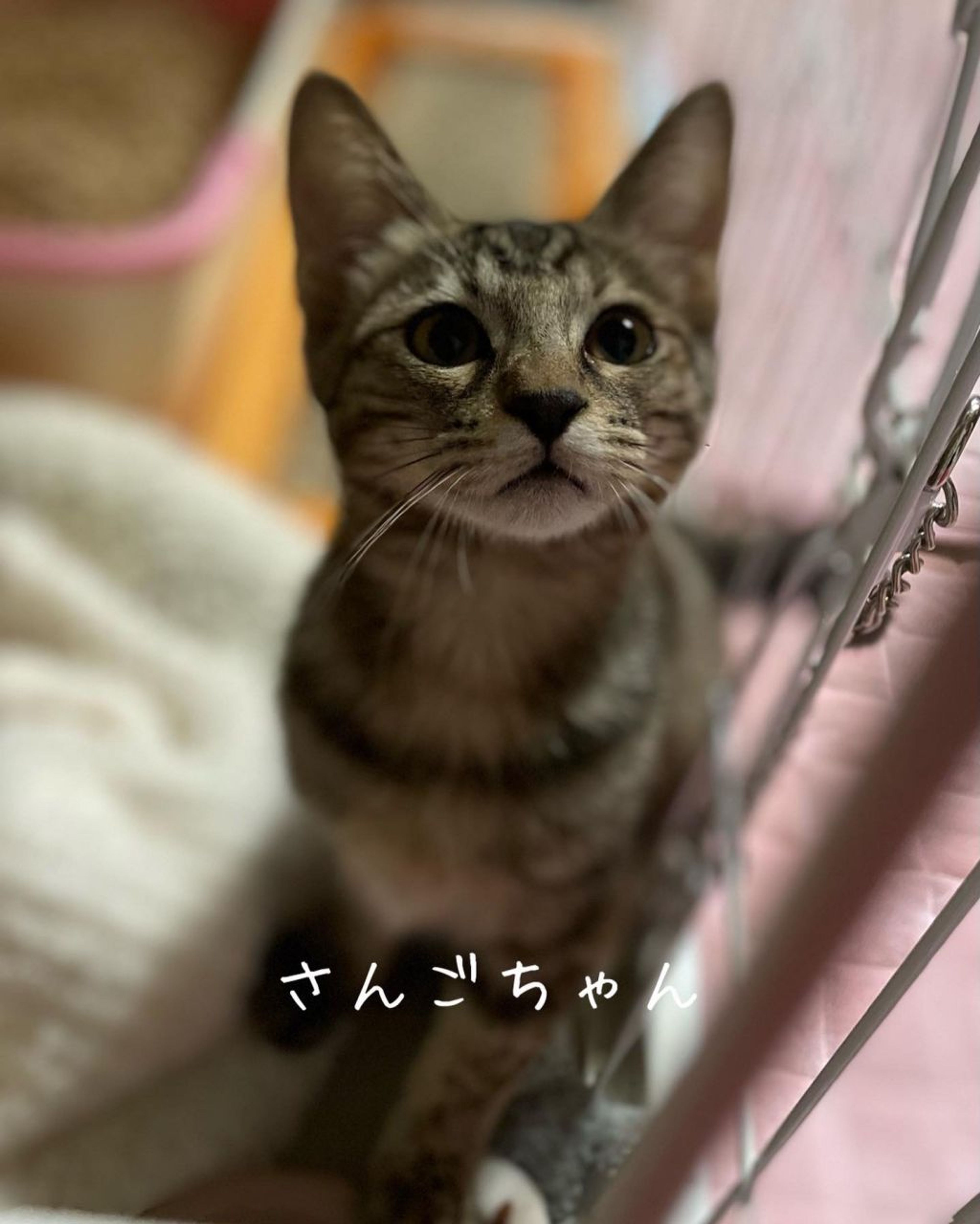 pet-image-6