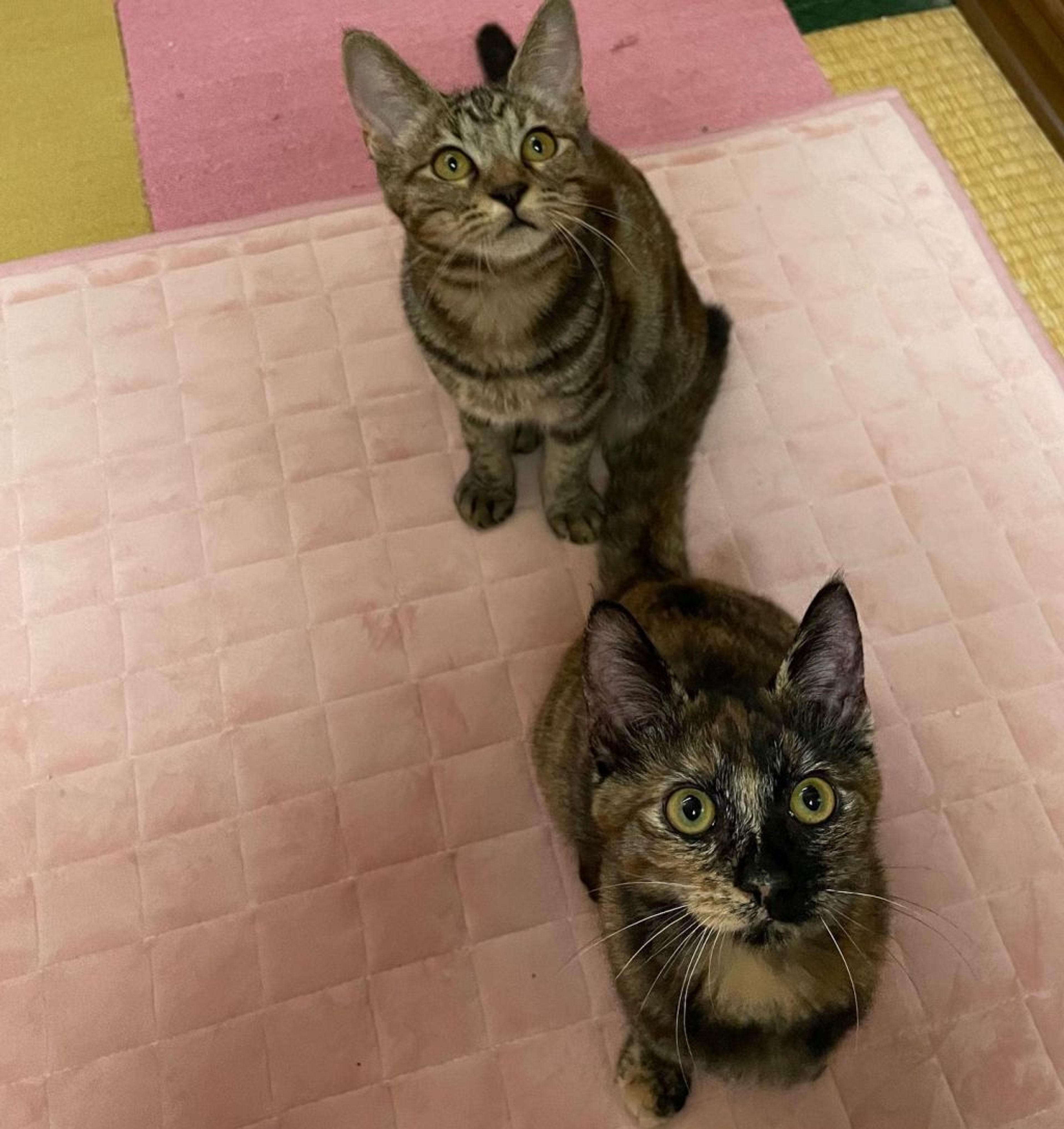 pet-image-9