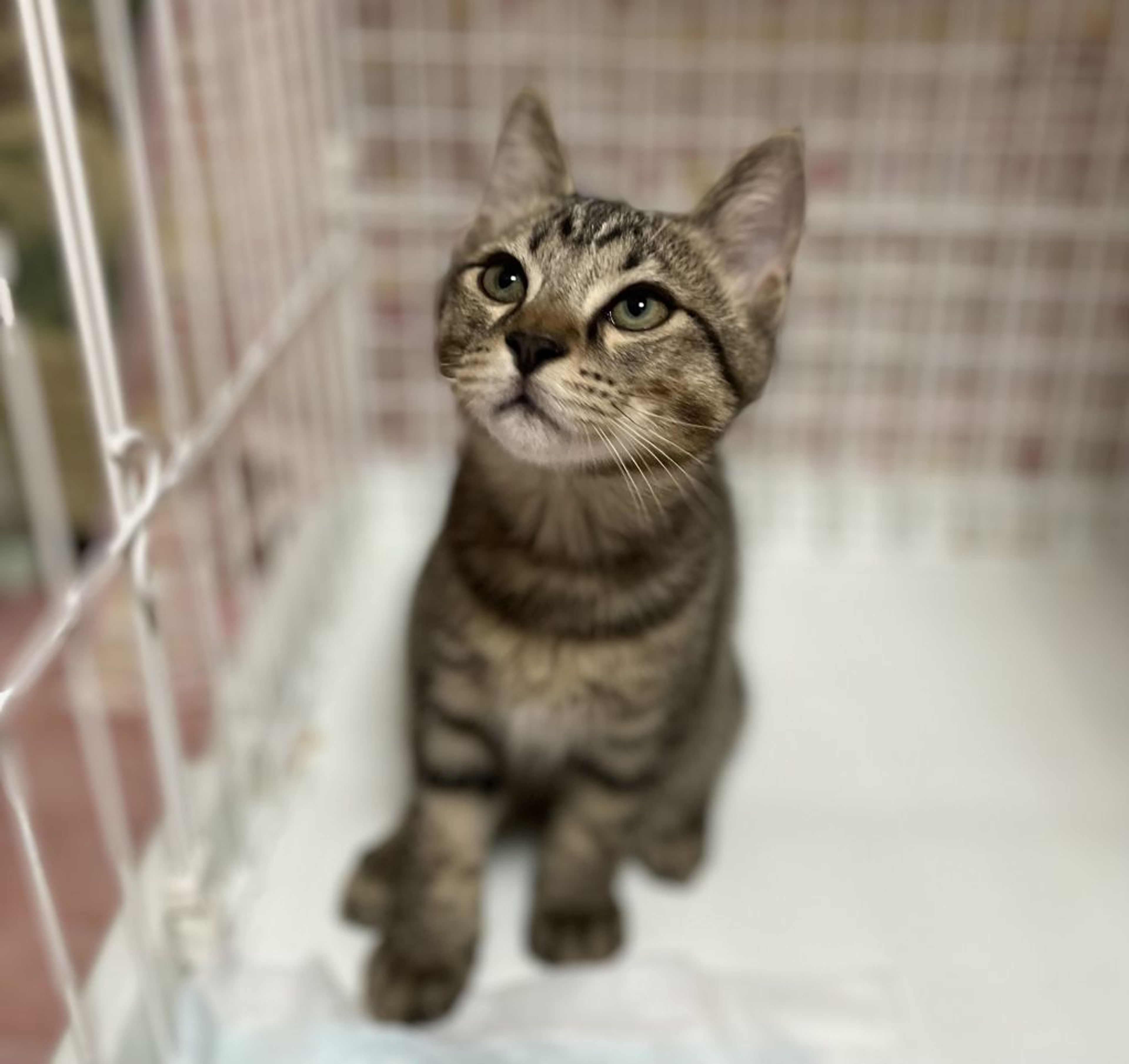 雑種（ミックス猫）・オスの里親募集の写真