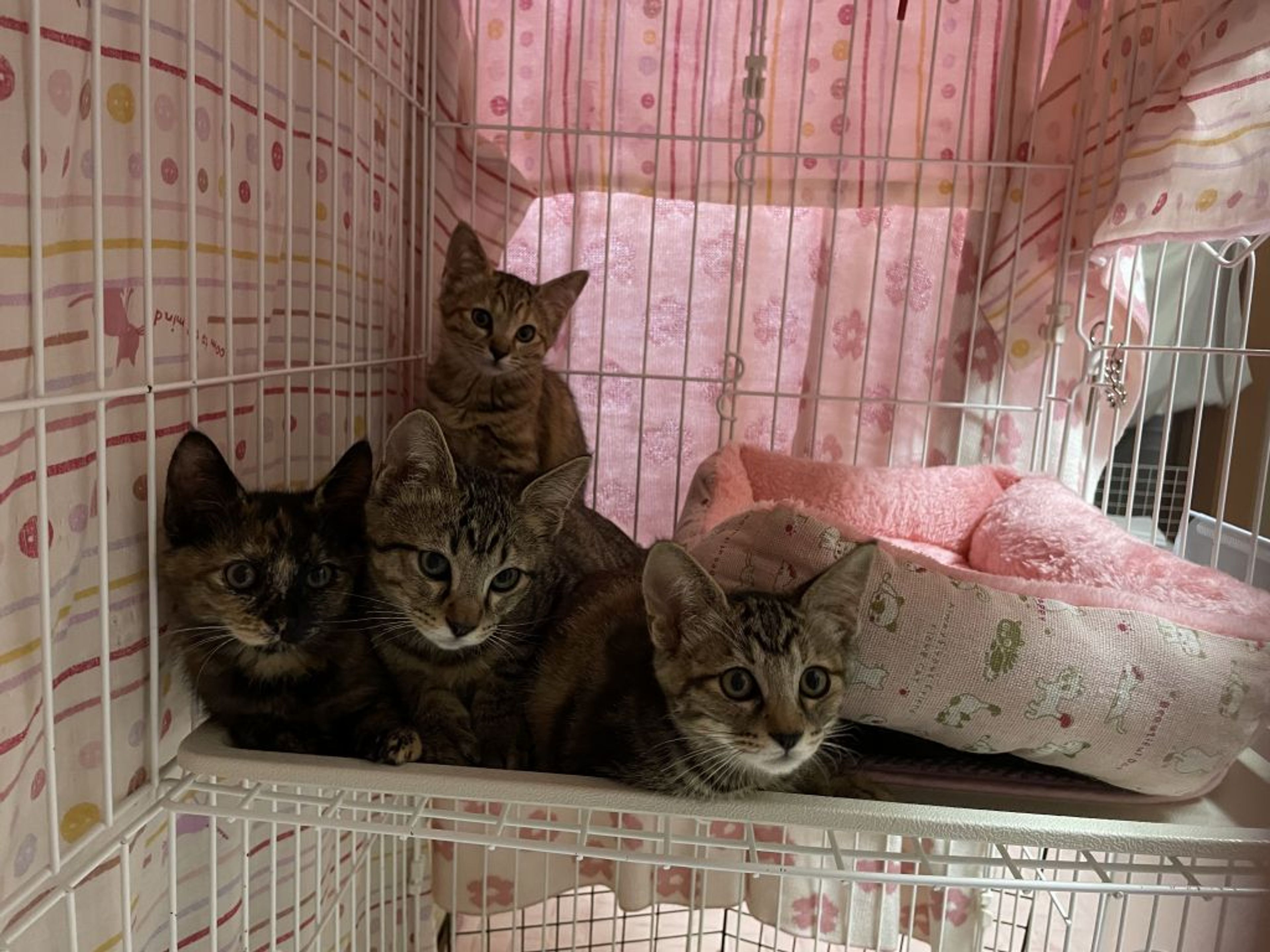 pet-image-3