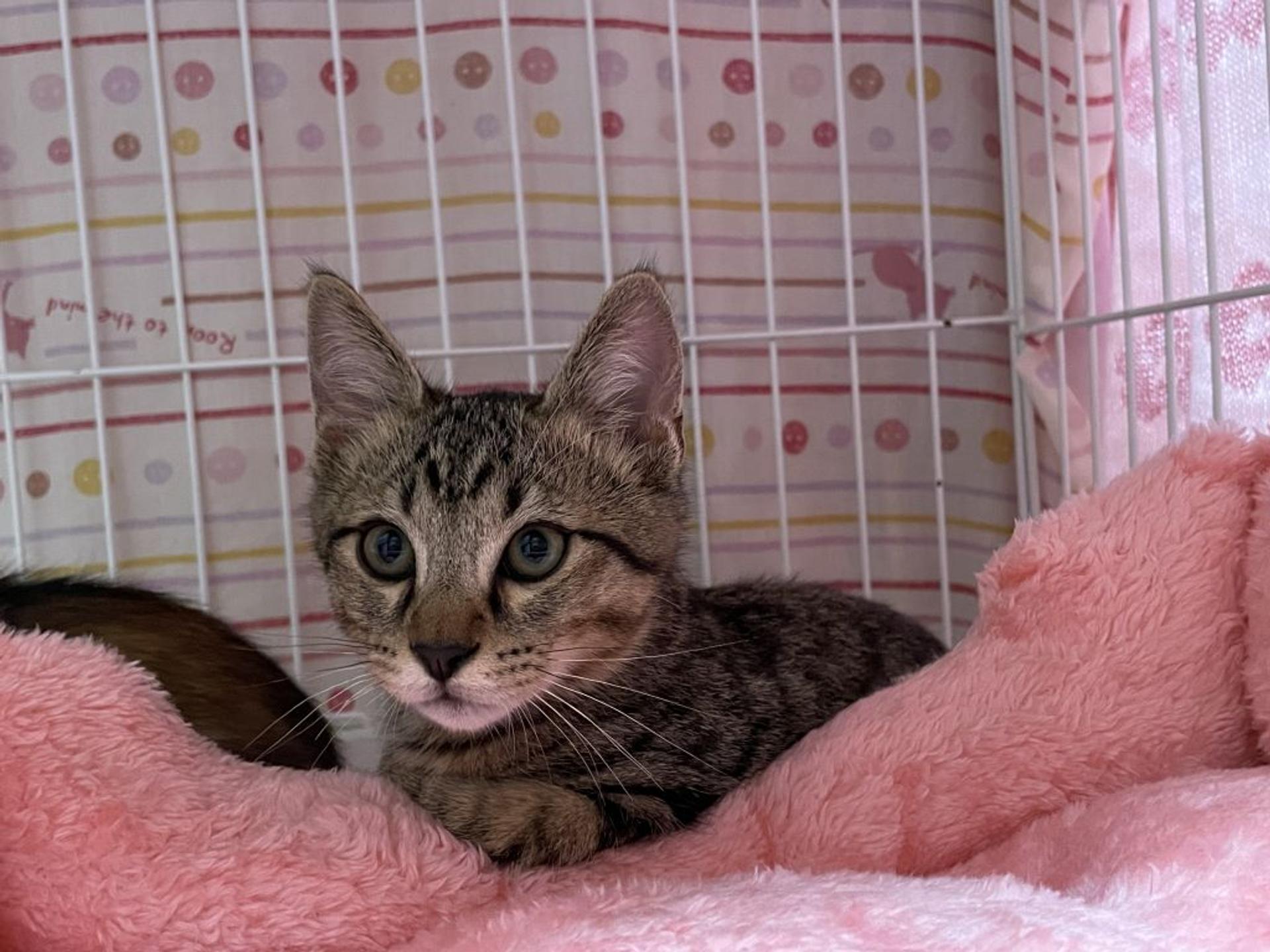 pet-image-4