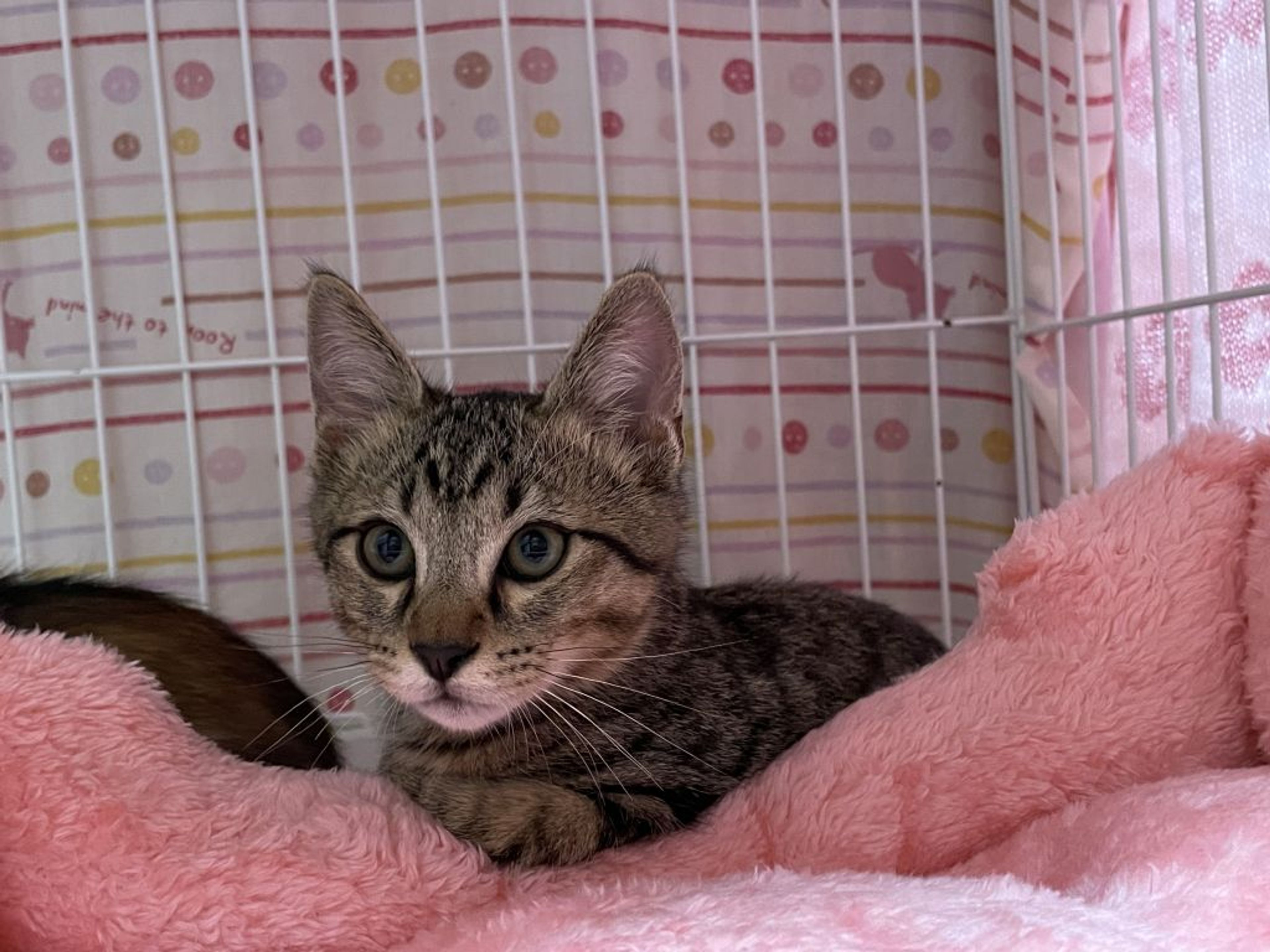 pet-image-4