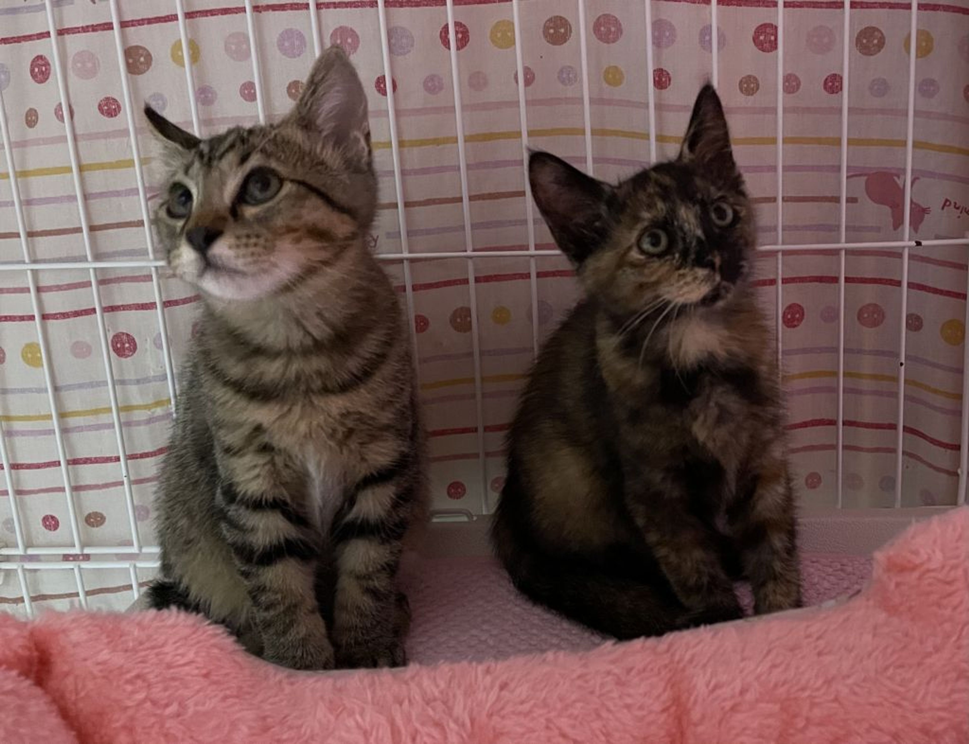 pet-image-6