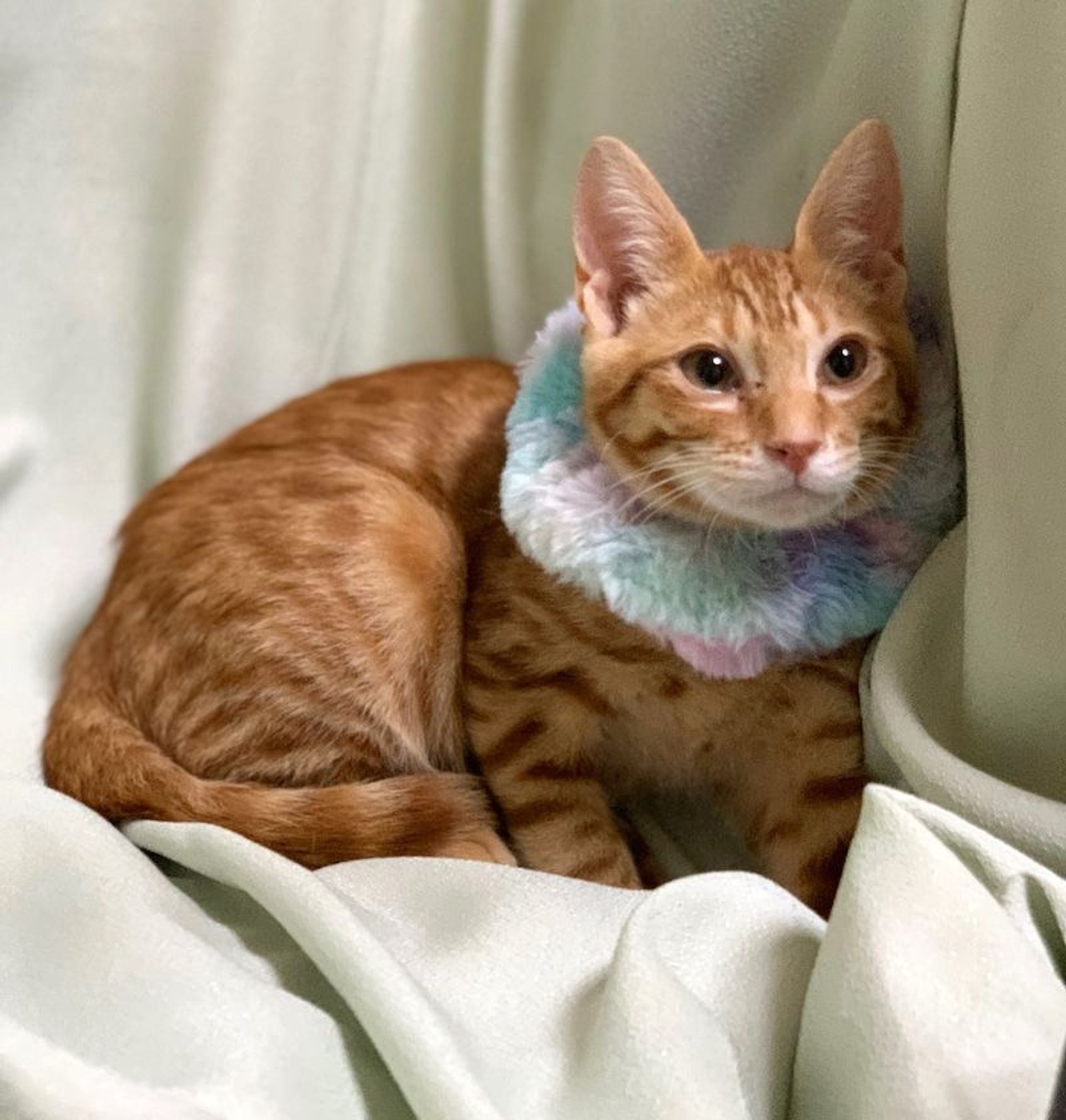 雑種（ミックス猫）・オスの里親募集の写真