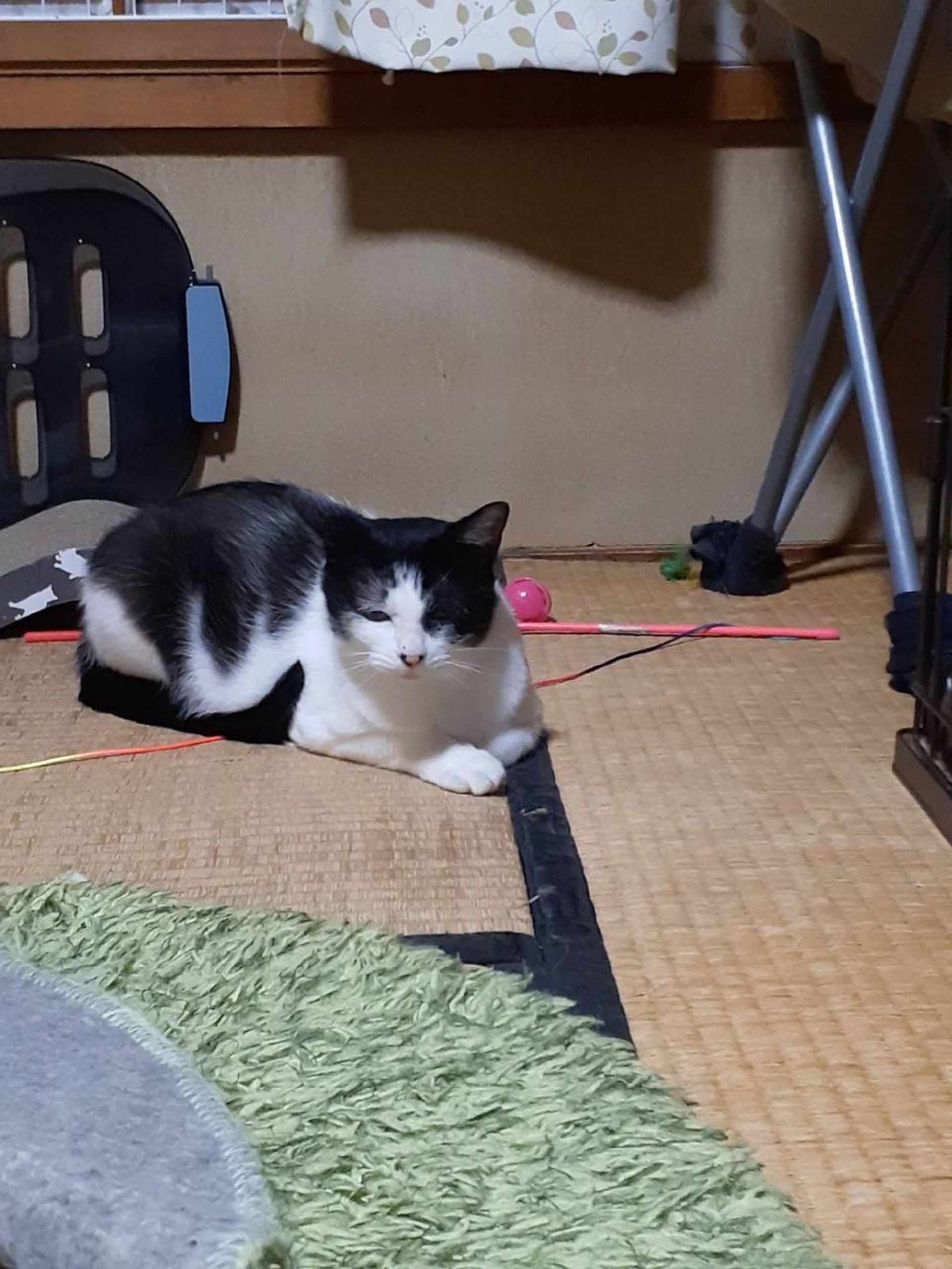 雑種（ミックス猫）・メスの里親募集の写真