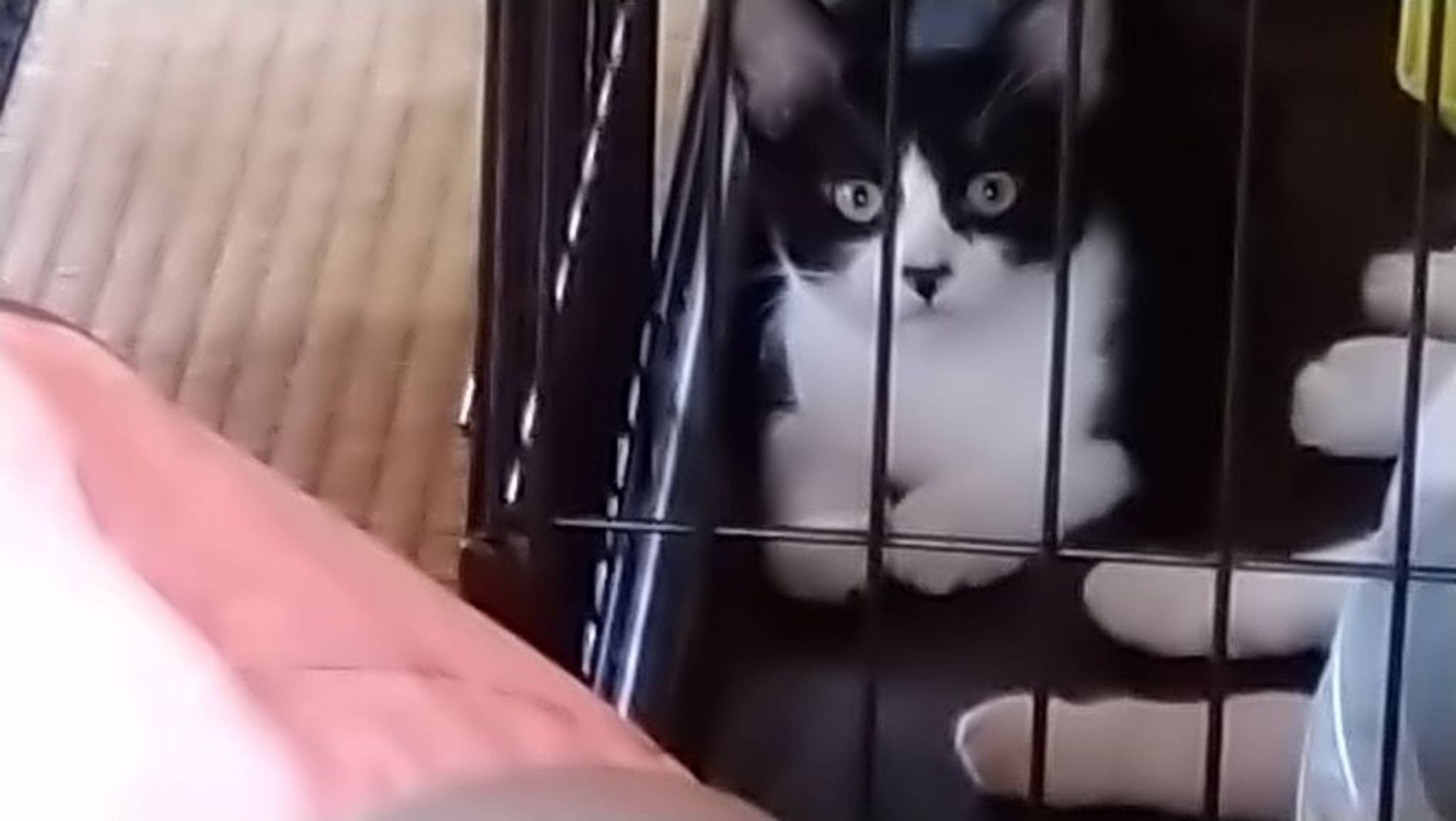 雑種（ミックス猫）・オスの里親募集の写真