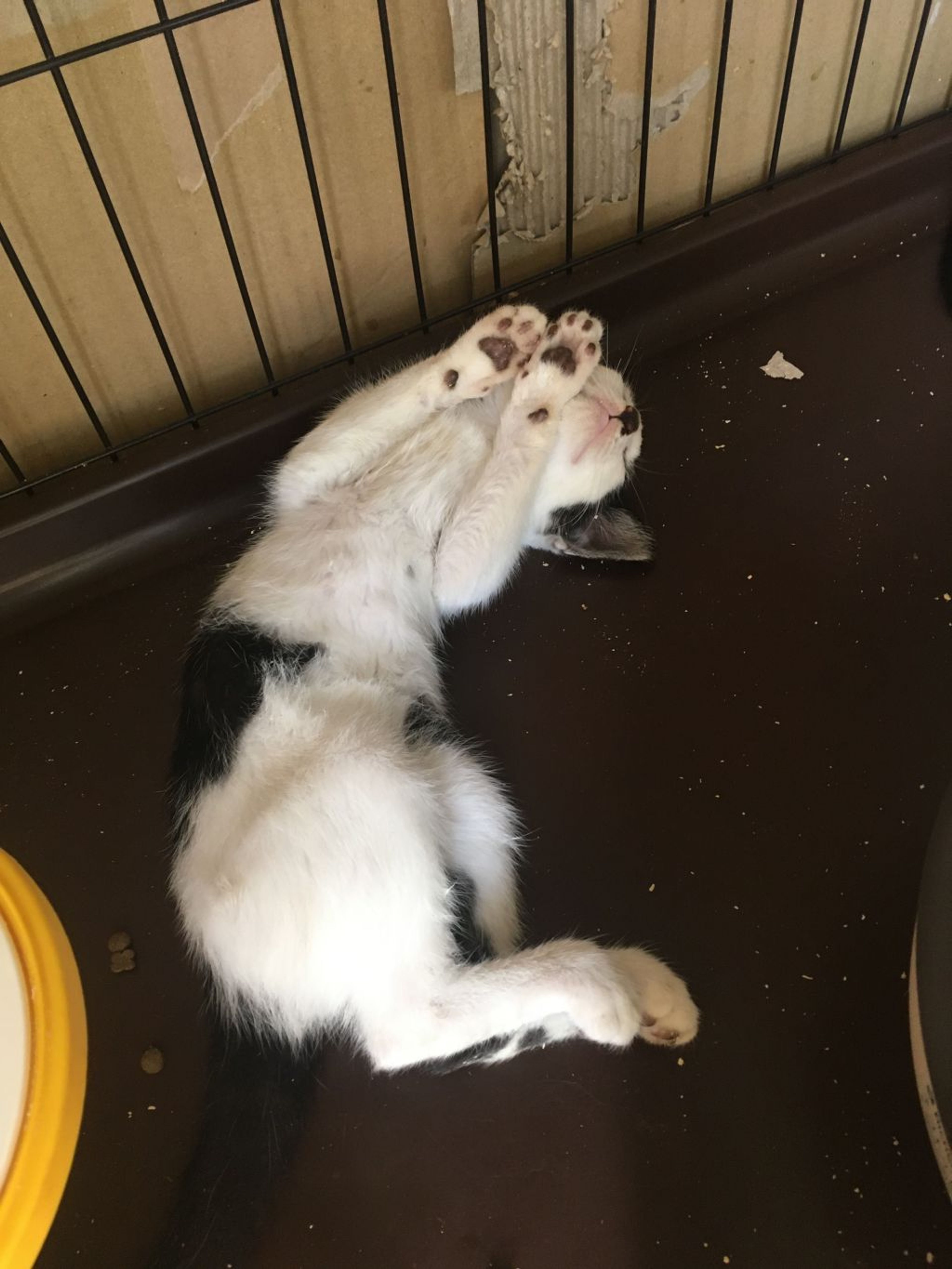 pet-image-2