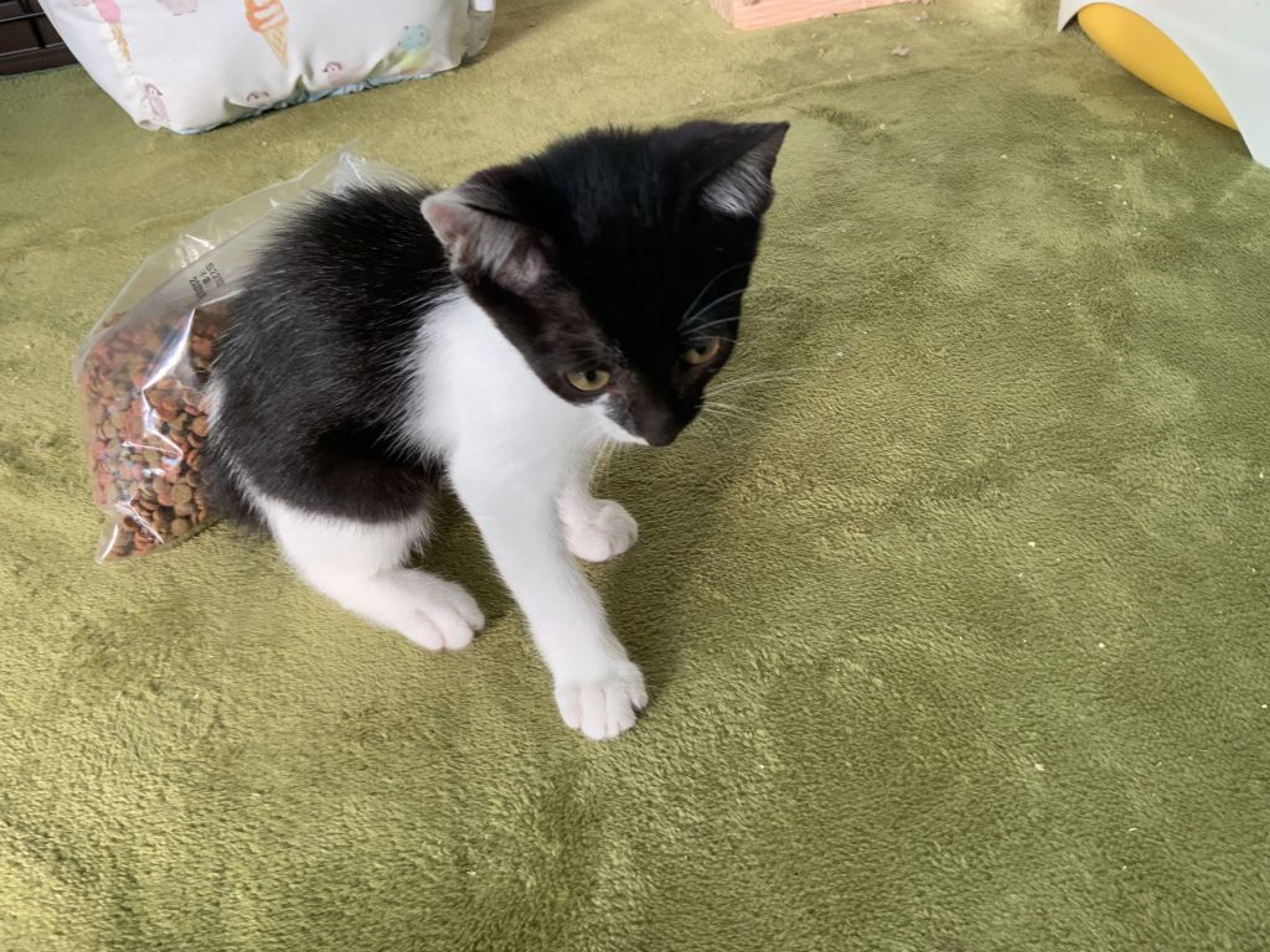 雑種（ミックス猫）・メスの里親募集の写真