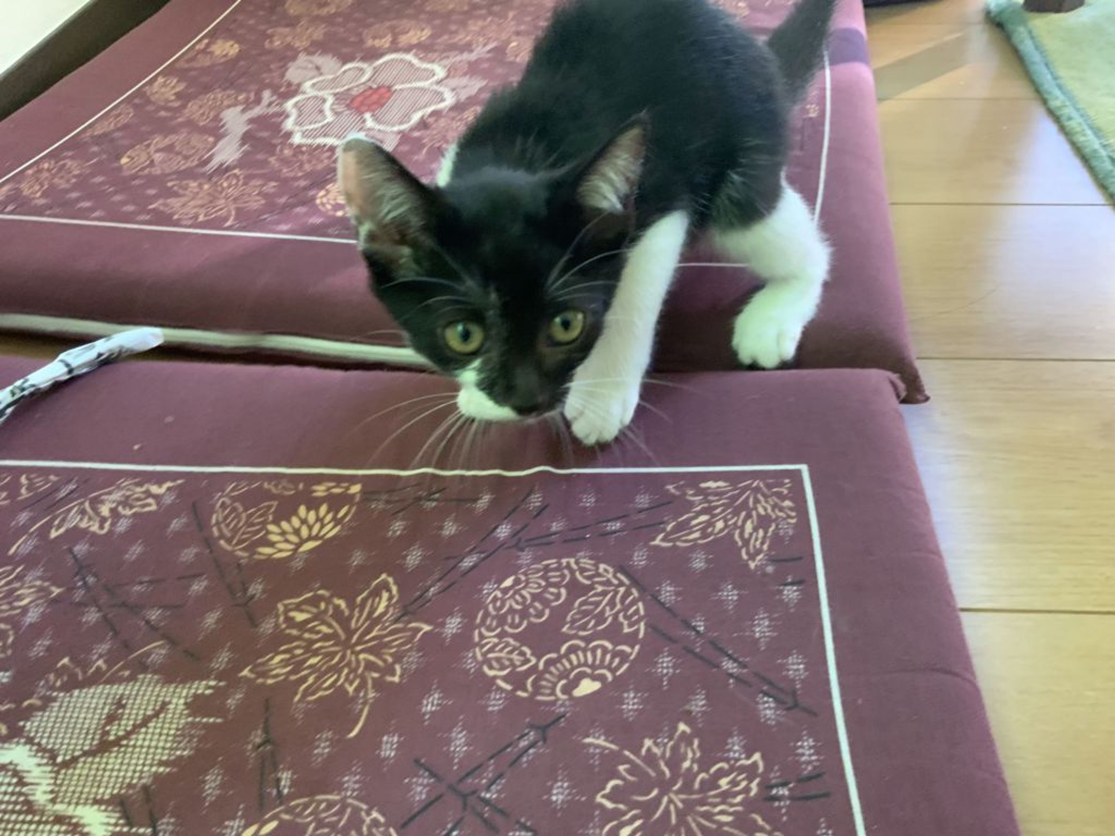 pet-image-2