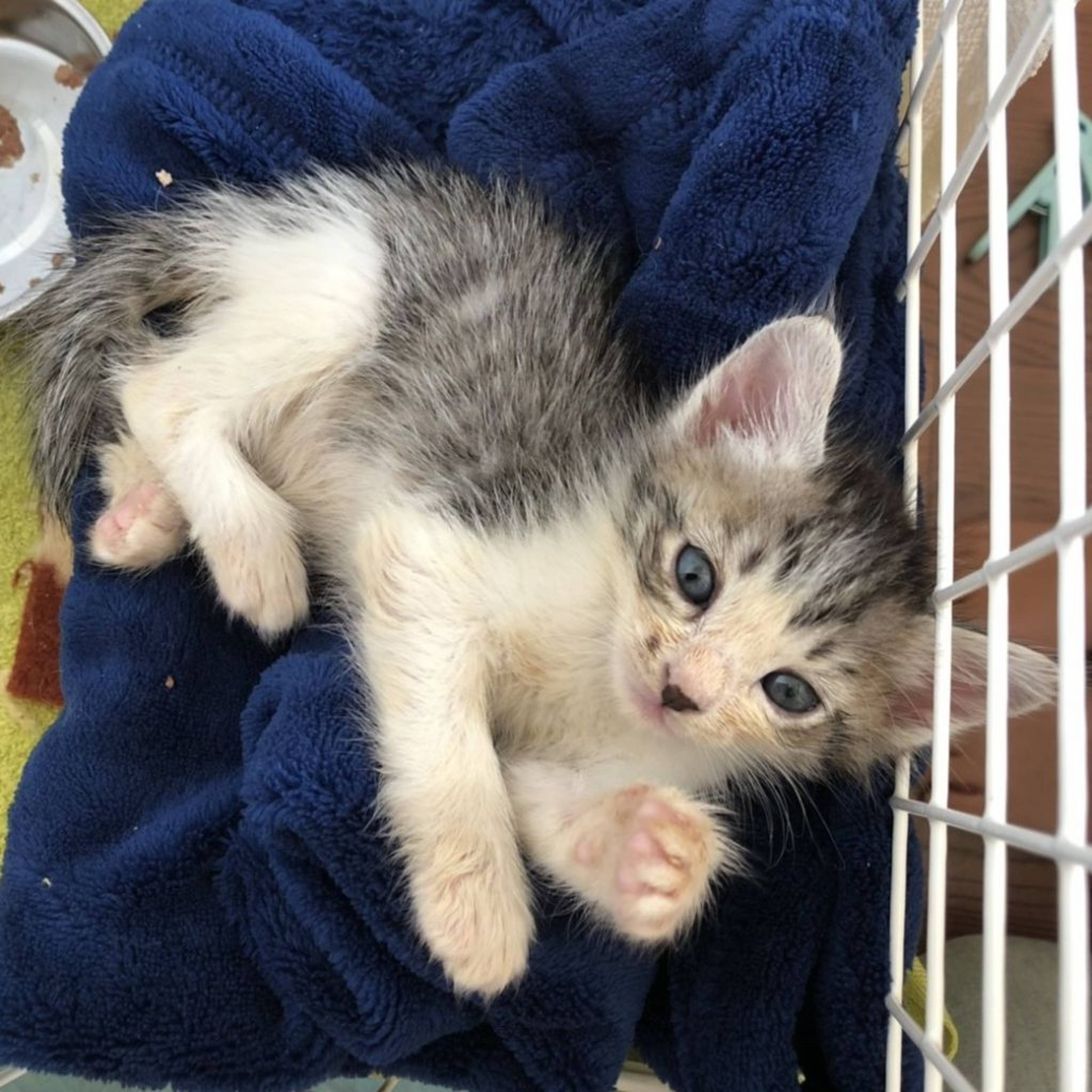 雑種（ミックス猫）・オスの里親募集の写真