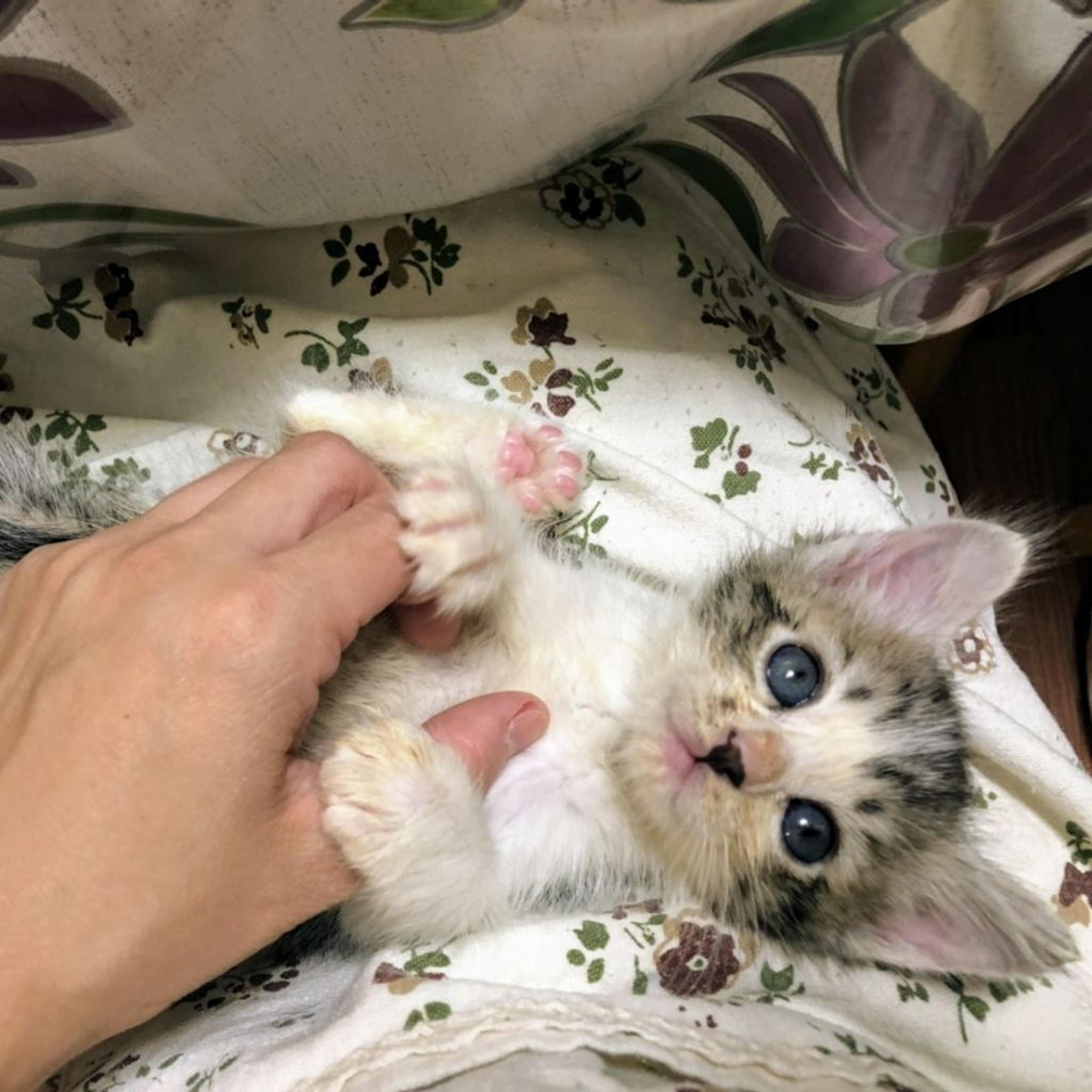pet-image-2