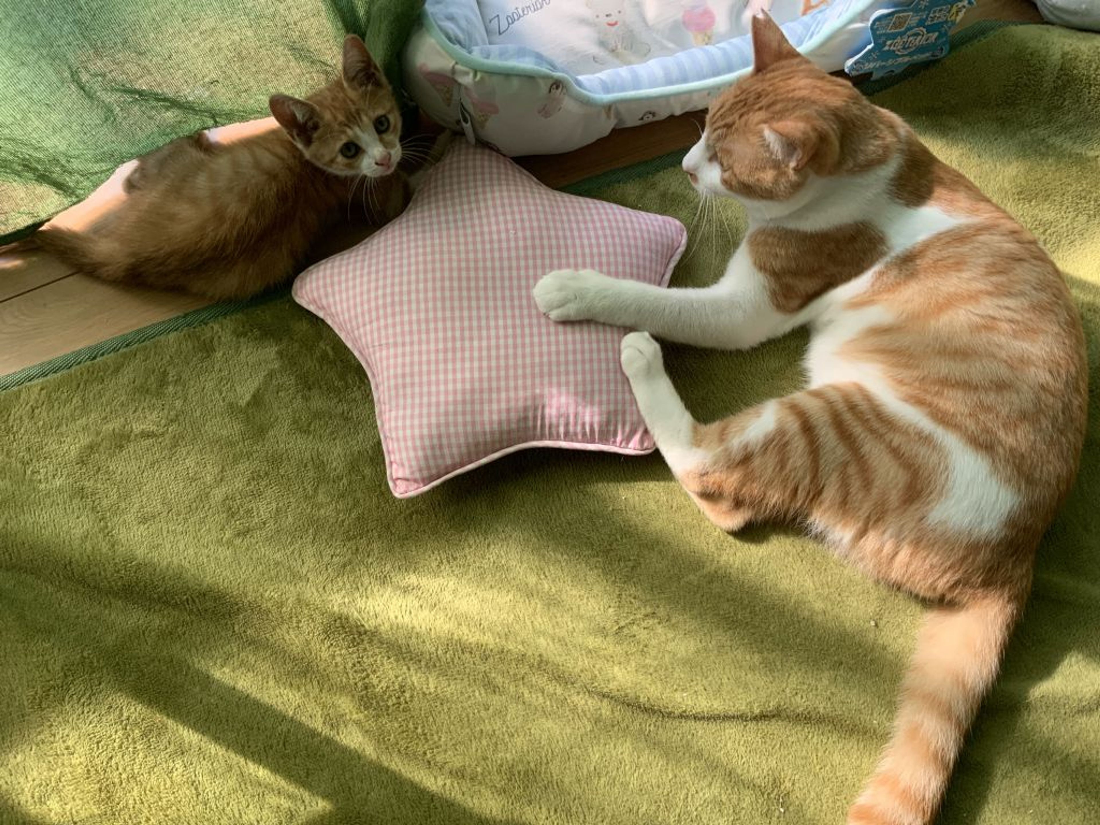 pet-image-2