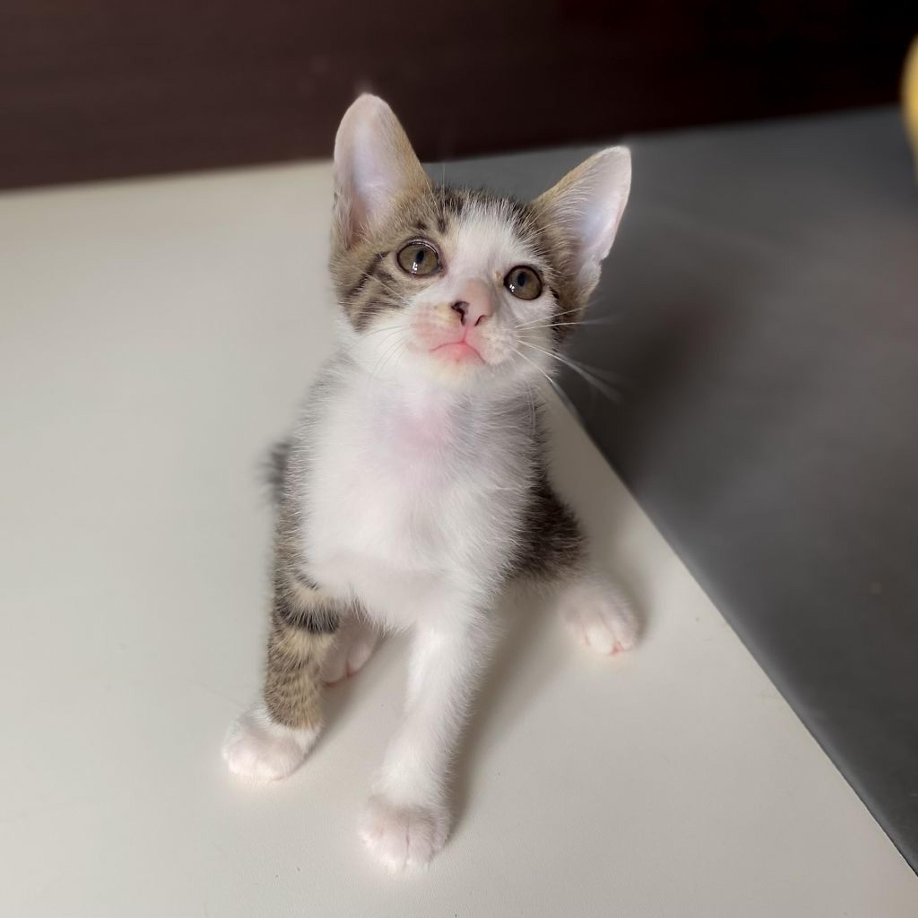 pet-image-2