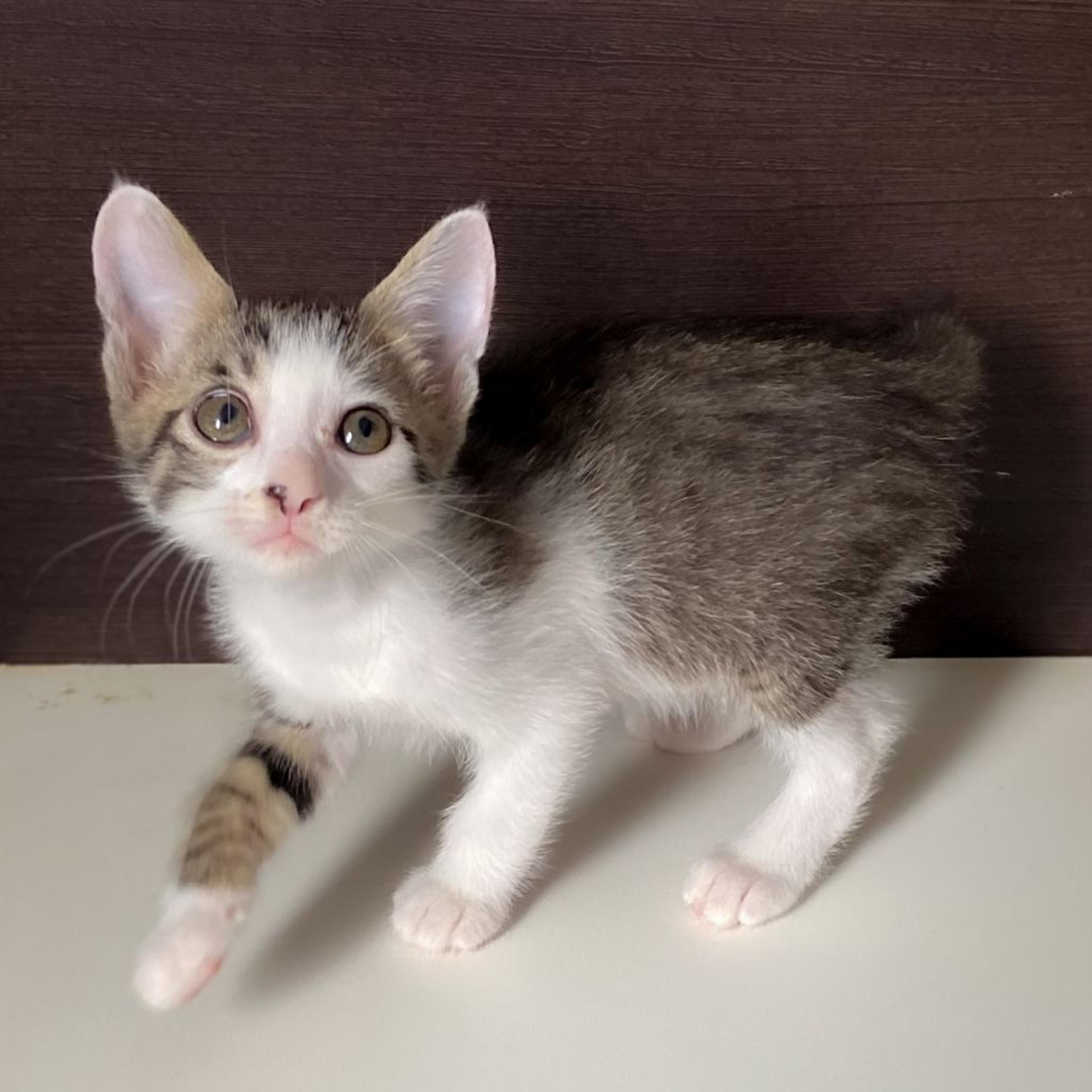 pet-image-3