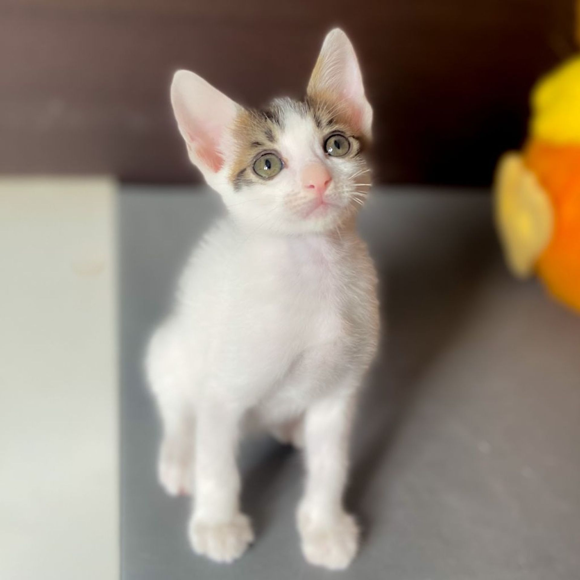 雑種（ミックス猫）・オスの里親募集の写真